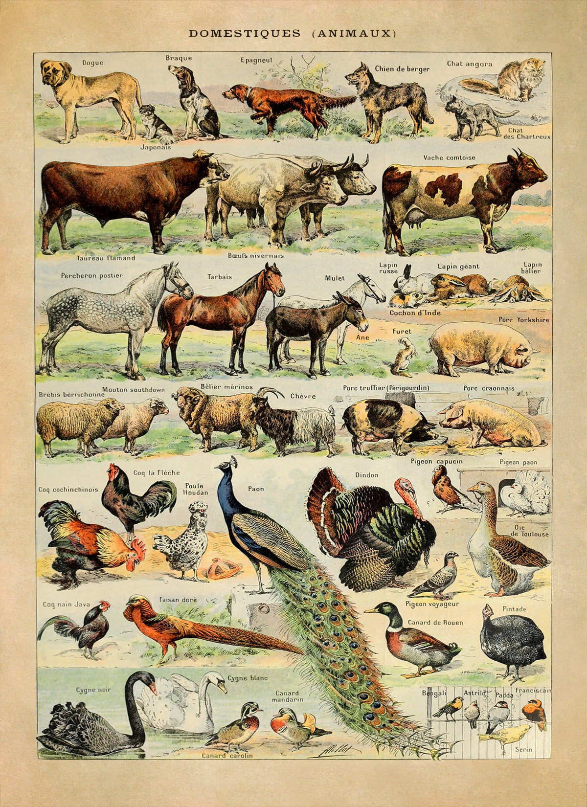 Domestic Animals Variety Illustration Print, AM05