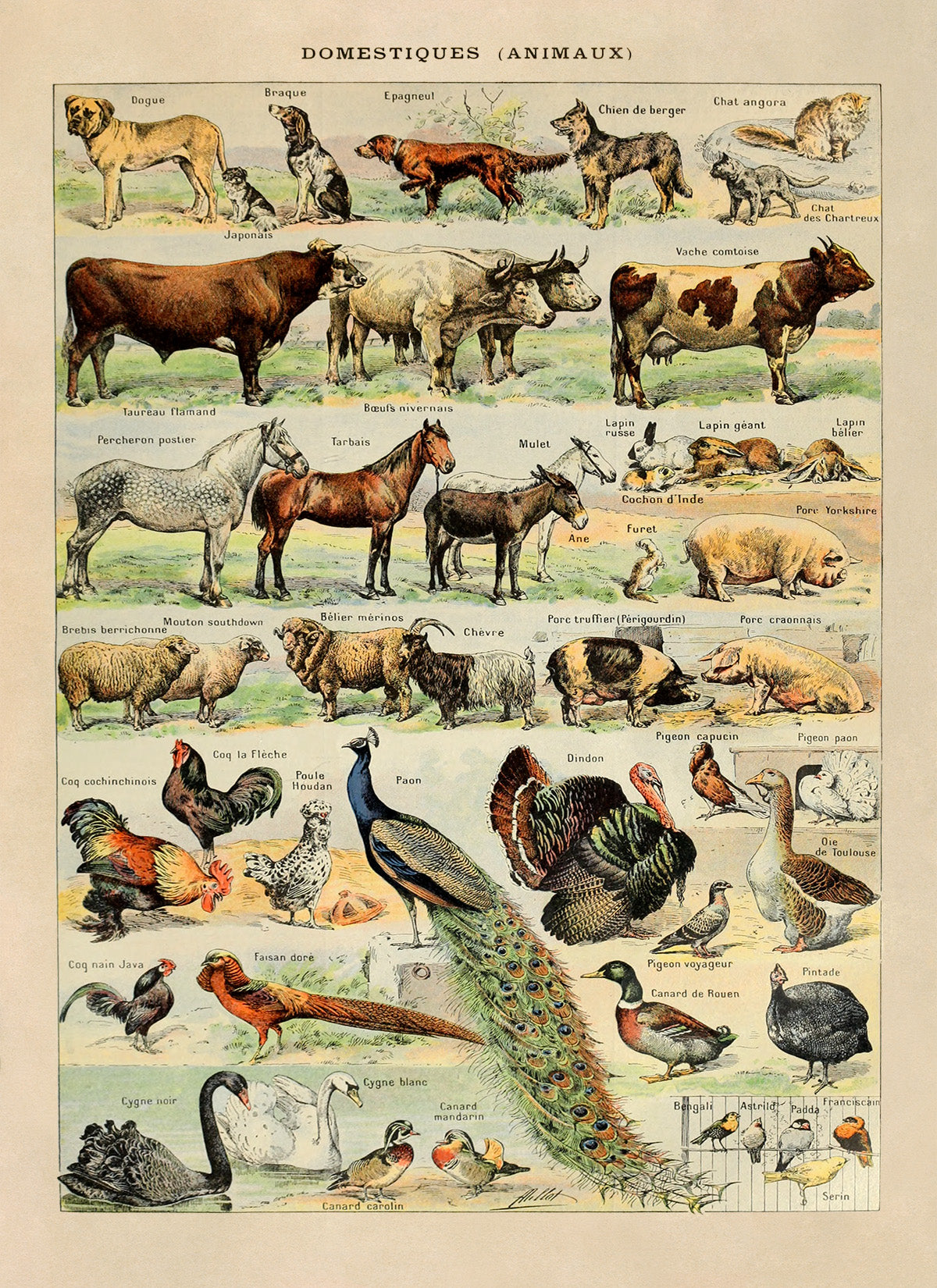 Domestic Animals Variety Illustration Print, AM05