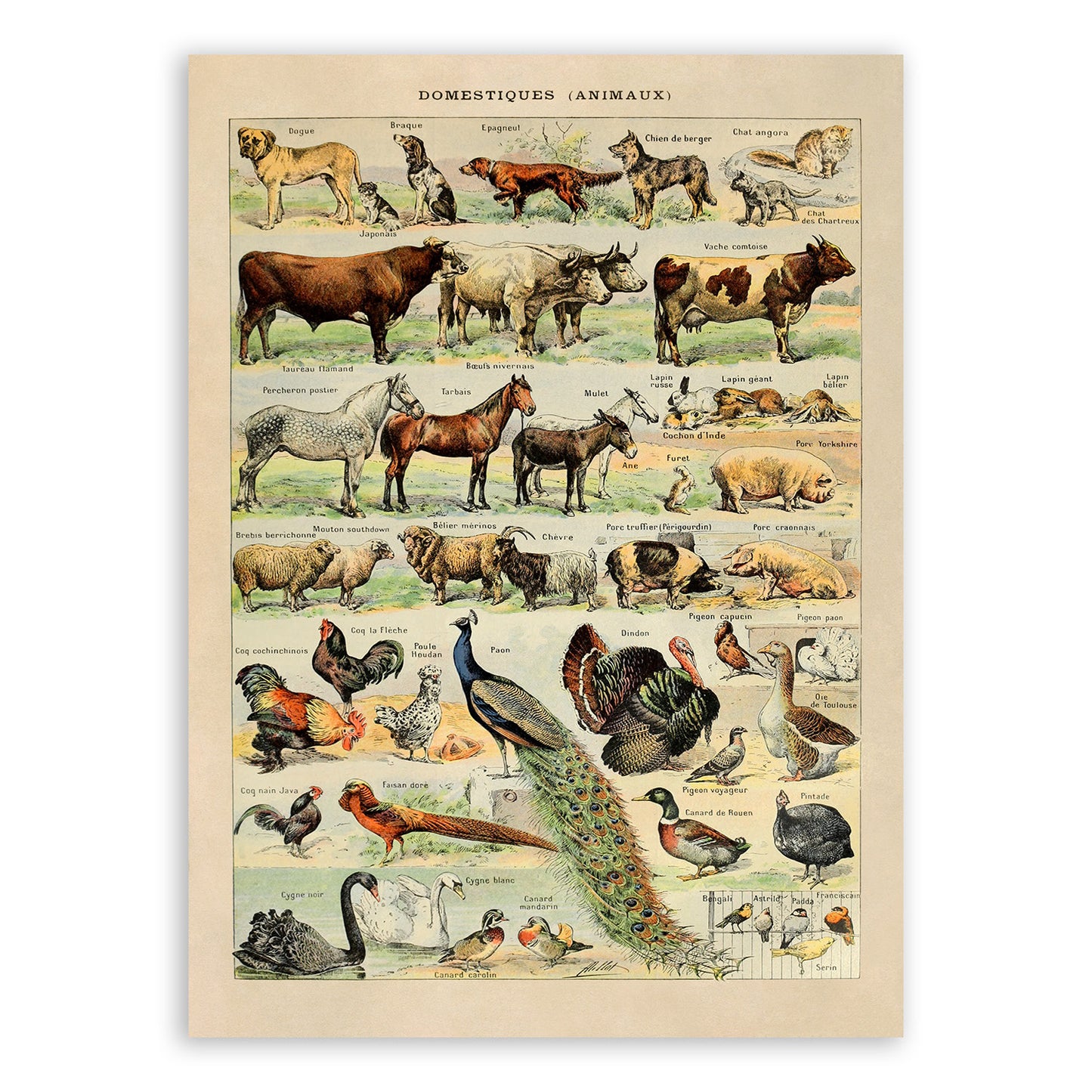 Domestic Animals Variety Illustration Print, AM05