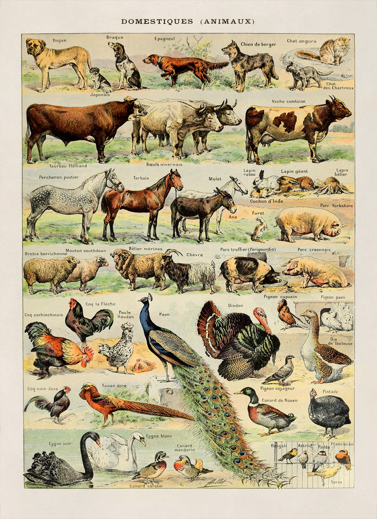 Domestic Animals Variety Illustration Print, AM05