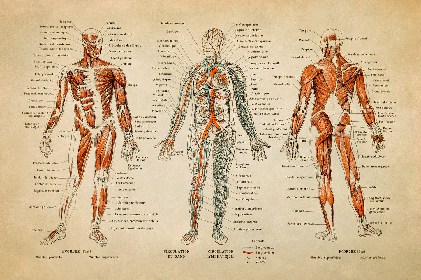Human Anatomy Illustration Print, AM09
