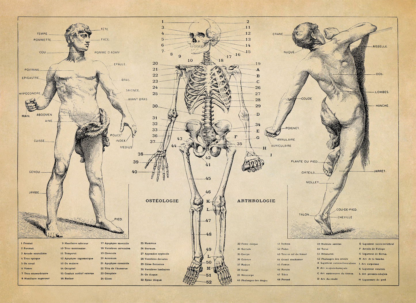 Human Anatomy Skeletal System Diagram Print, AM31