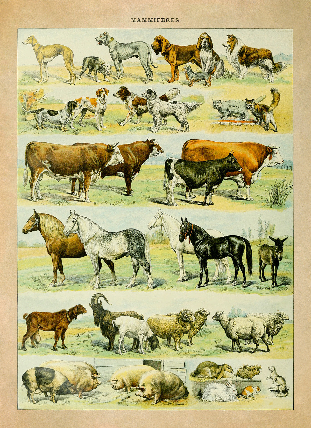 Mammals Species Chart, Adolphe Millot Animal Illustration, Vintage Style Print AM037