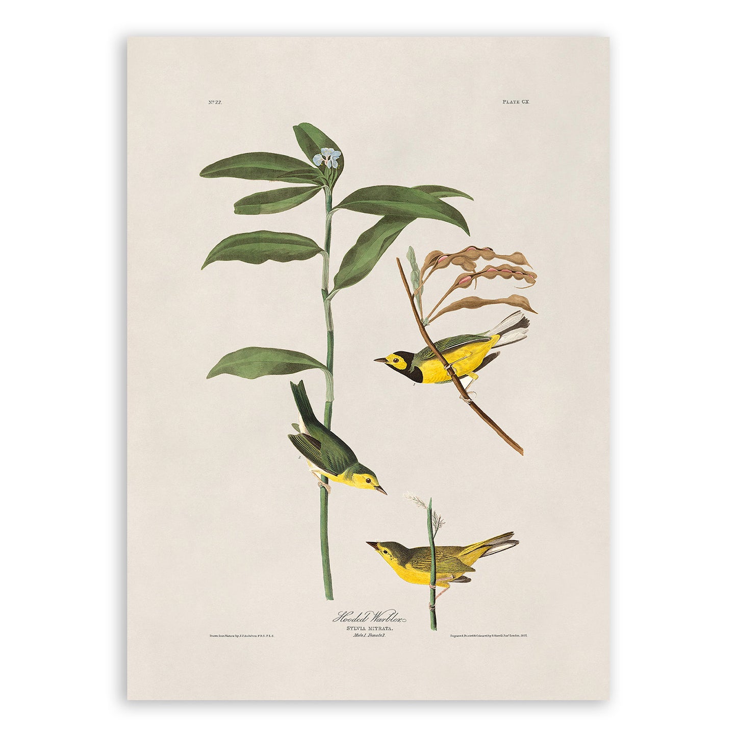 Hooded Warbler Bird Print, Vintage Style Audubon Birds Of America Illustration, AOB111