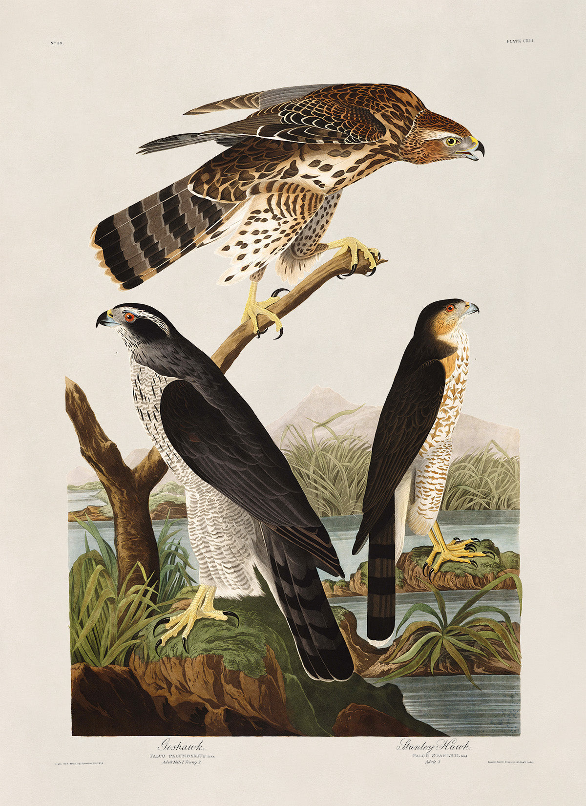 Northern Goshawk And Stanley Hawk Print, Vintage Style Audubon Birds Of America Illustration, AOB141