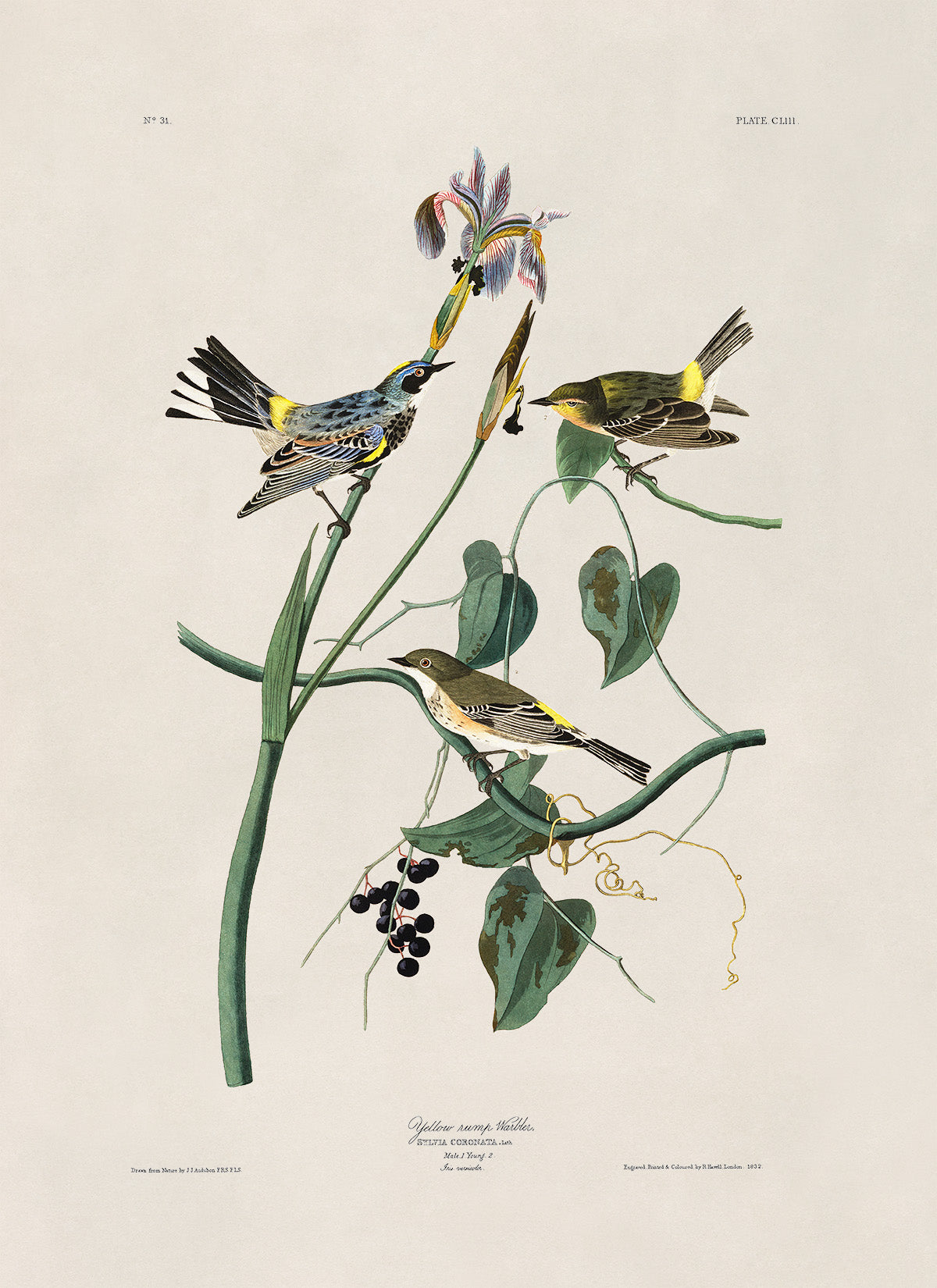 Yellow Rumped Warbler Bird Print, Vintage Style Audubon Birds Of America Illustration, AOB153