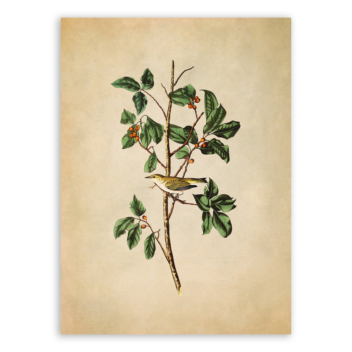 Tennessee Warbler Bird Print, Vintage Style Audubon Birds Of America Illustration, AOB154