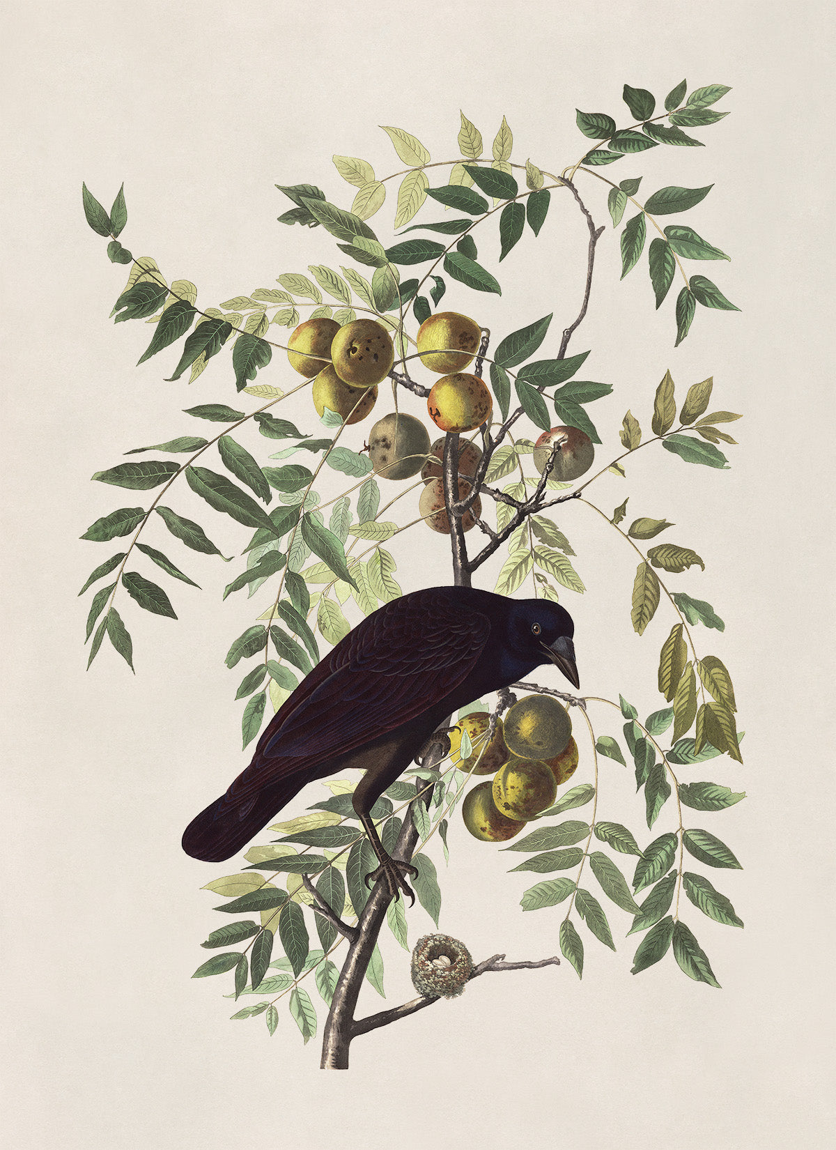 American Crow Bird Print, Vintage Style Audubon Birds Of America Illustration, AOB156