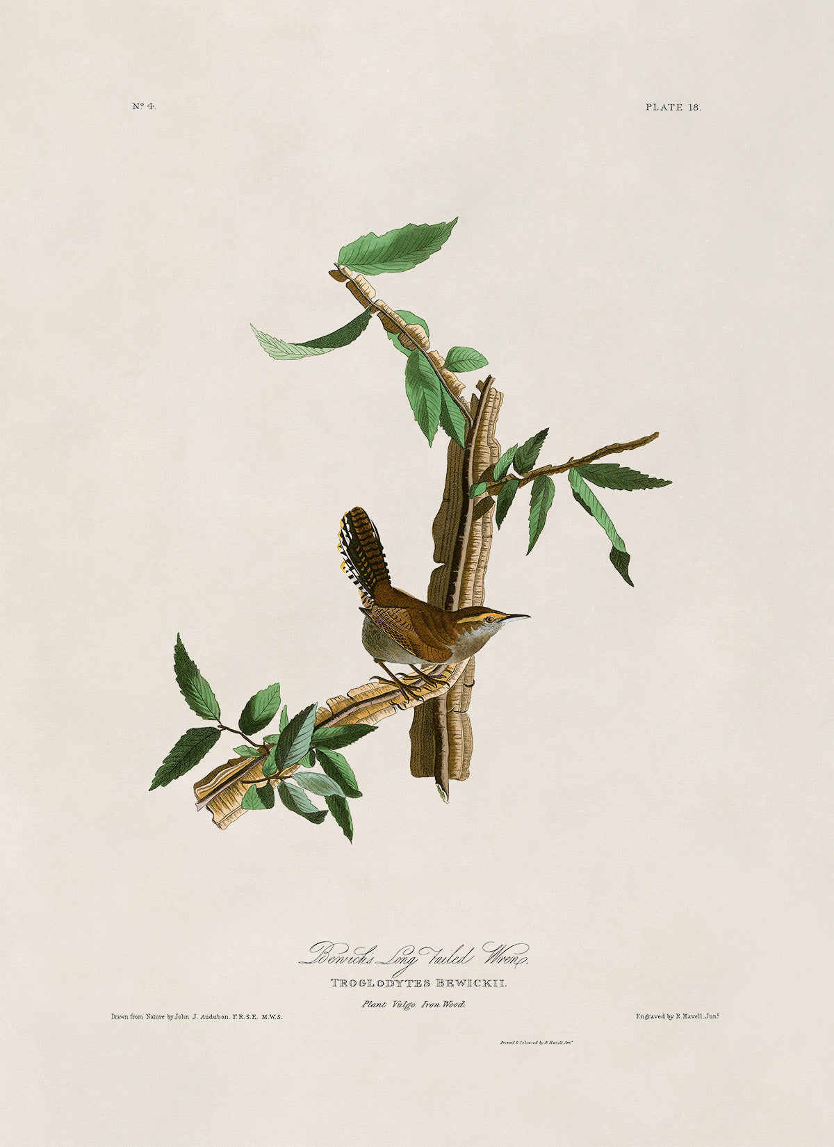 Bewick's Wren Bird Print, Vintage Style Audubon Birds Of America Illustration, AOB18