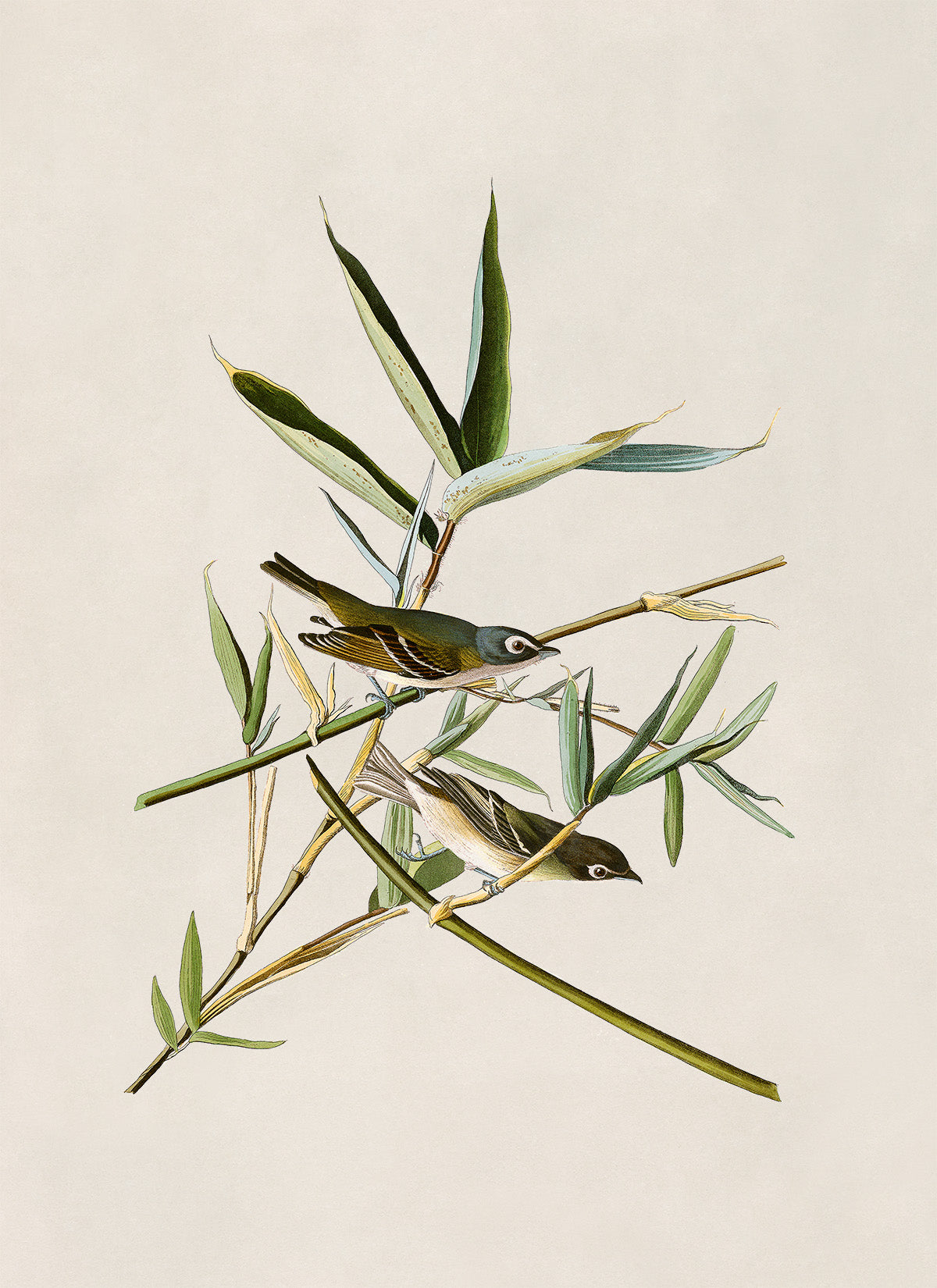 Blue Headed Vireo Bird Print, Vintage Style Audubon Birds Of America Illustration, AOB28
