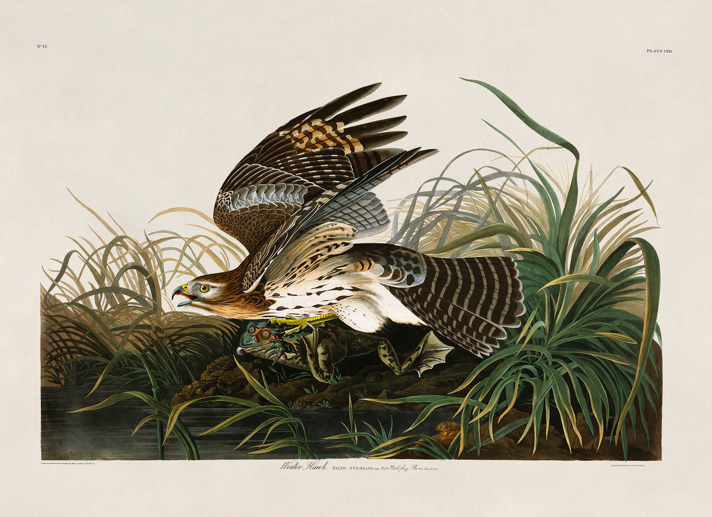 Red Shouldered Hawk Print, Vintage Style Audubon Birds Of America Illustration, AOB70