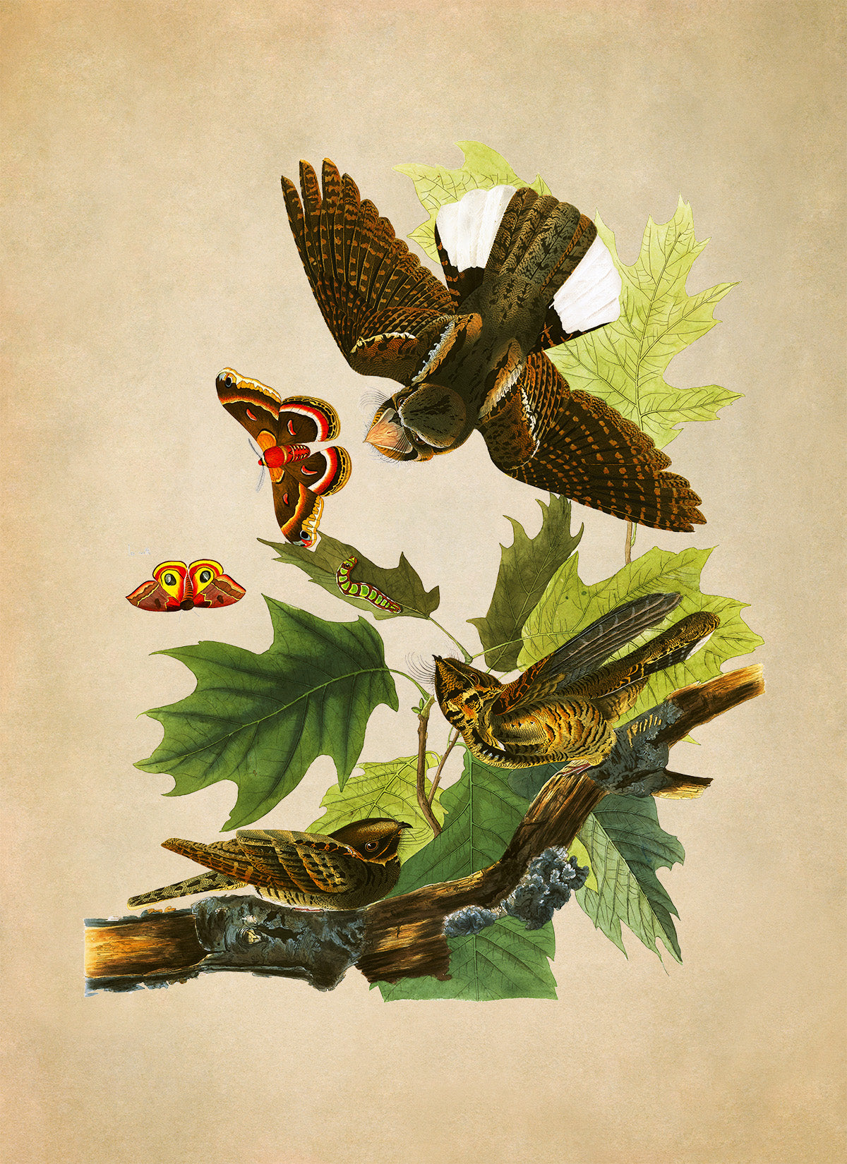 Eastern Whip Poor Will Bird Print, Vintage Style Audubon Birds Of America Illustration, AOB81