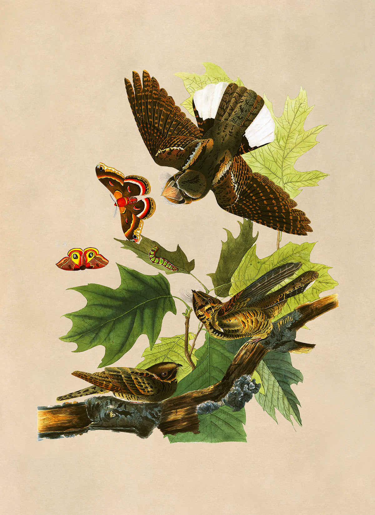 Eastern Whip Poor Will Bird Print, Vintage Style Audubon Birds Of America Illustration, AOB81