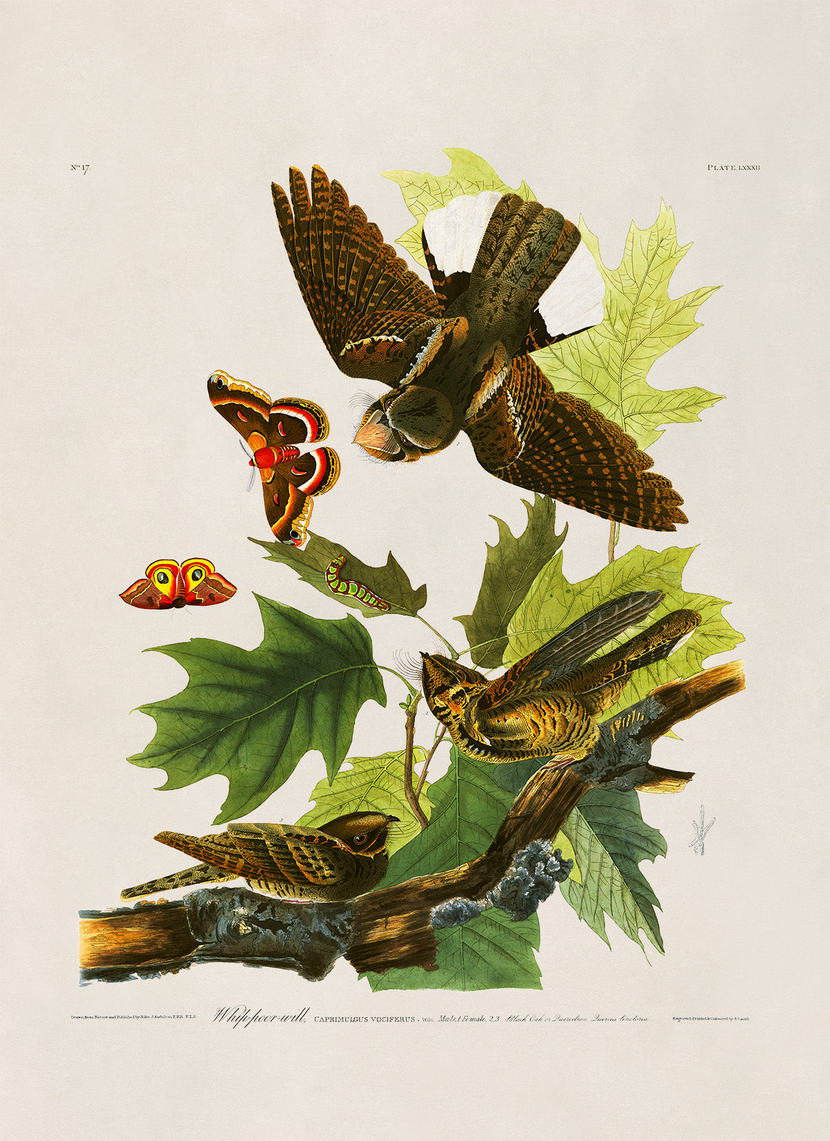 Eastern Whip Poor Will Bird Print, Vintage Style Audubon Birds Of America Illustration, AOB81