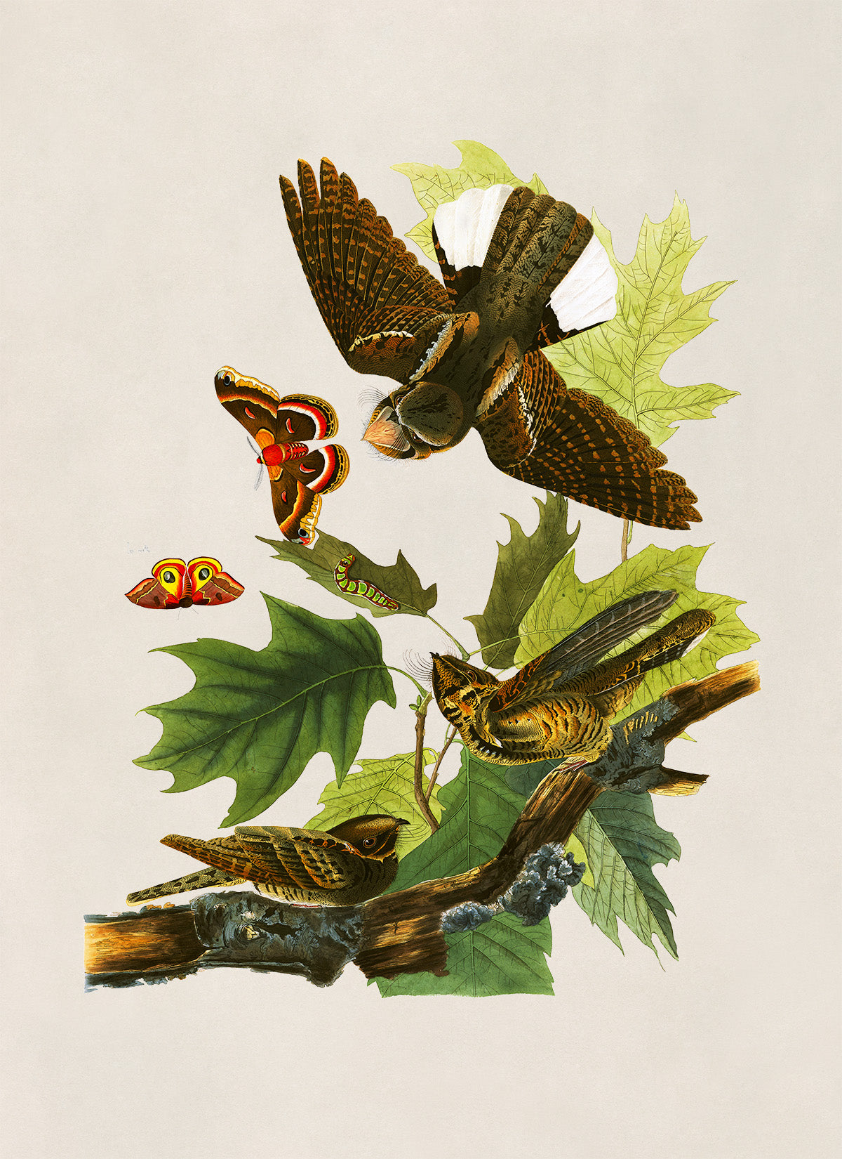 Eastern Whip Poor Will Bird Print, Vintage Style Audubon Birds Of America Illustration, AOB81