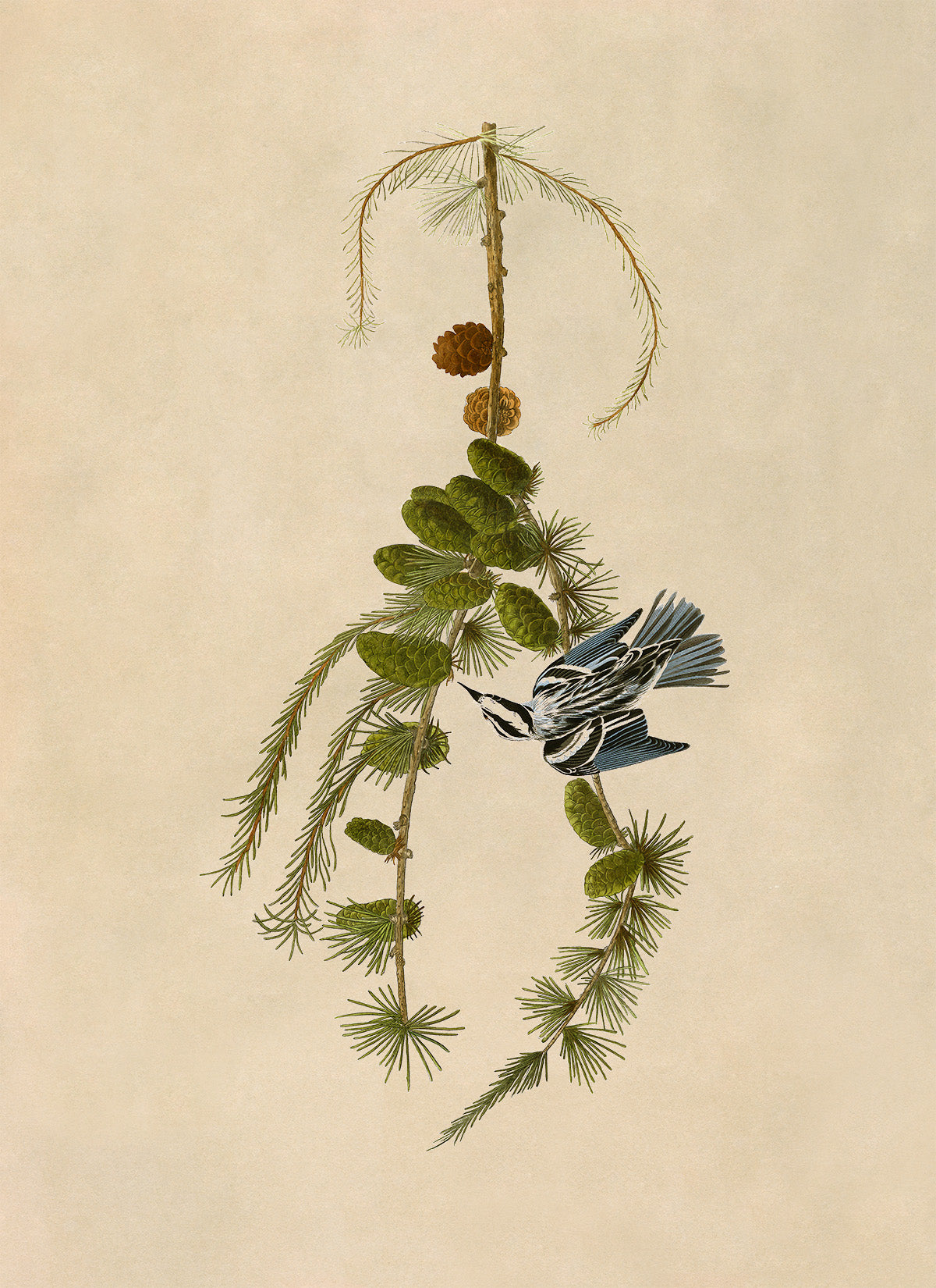 Black and White Warbler Bird Print, Vintage Style Audubon Birds Of America Illustration, AOB89