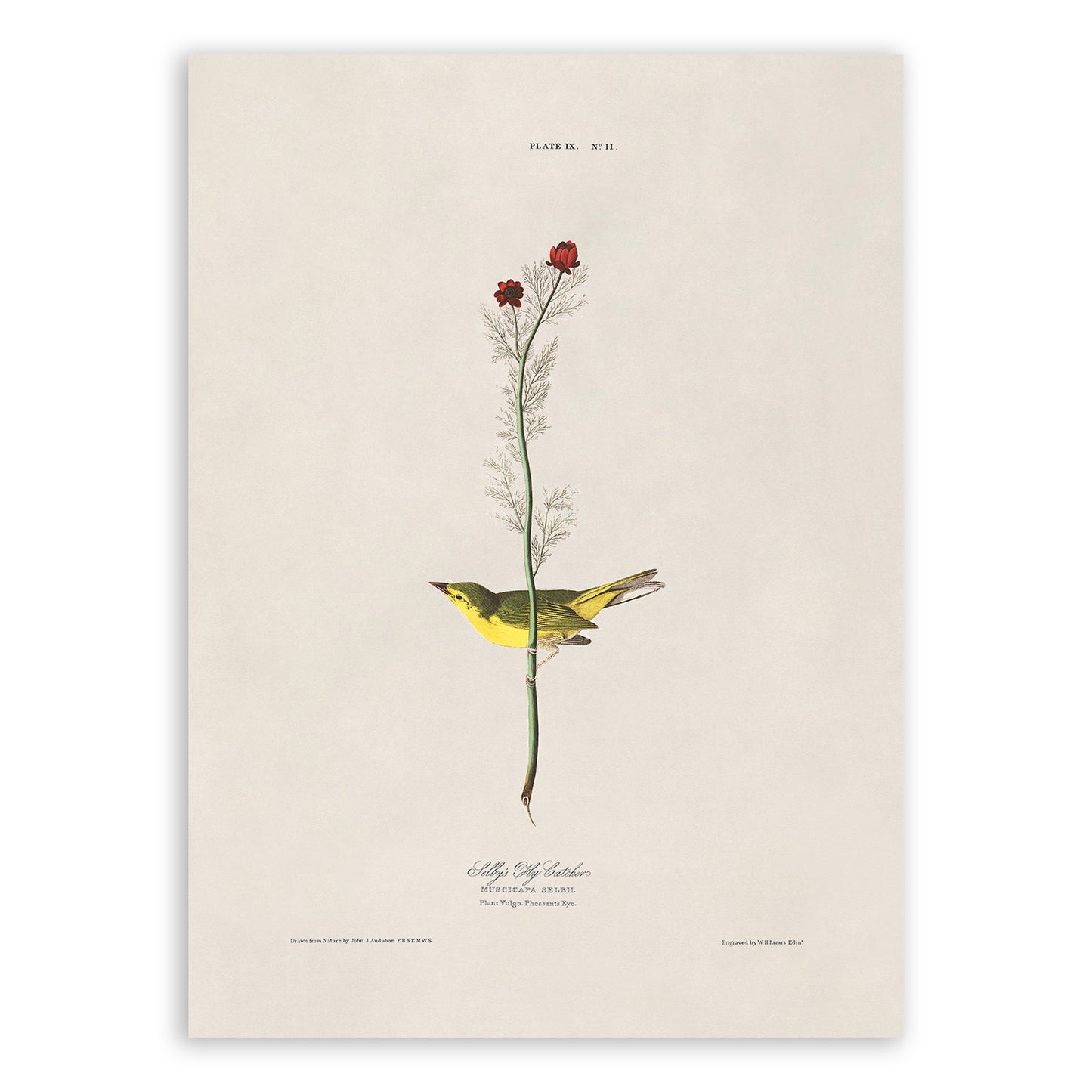 Selby's Flycatcher Bird Print, Vintage Style Audubon Birds Of America Illustration, AOB9