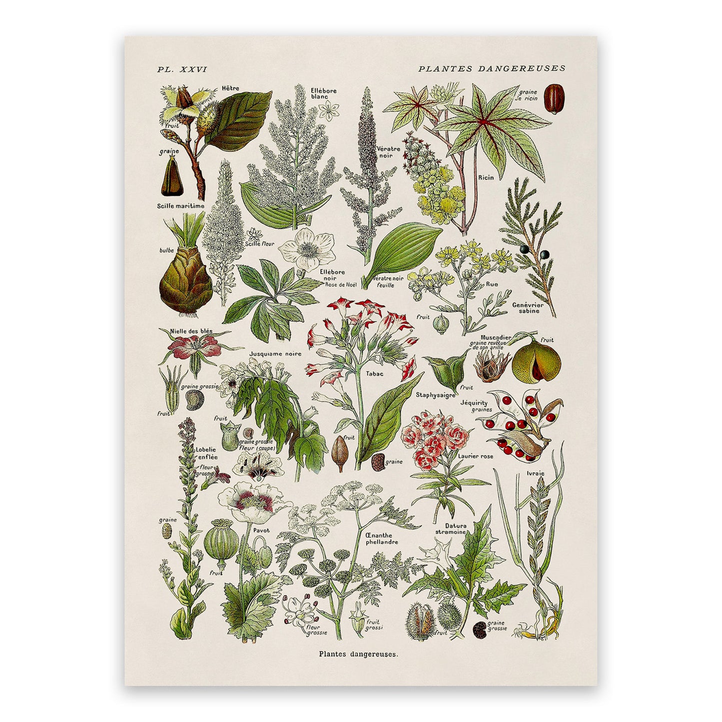 Poisonous and Dangerous Plants Chart Print, AM91
