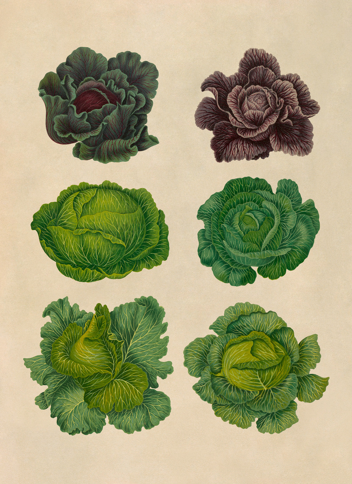 Cabbage Plant Varieties Illustration, Vintage Style Garden Vegetable Print, EB1