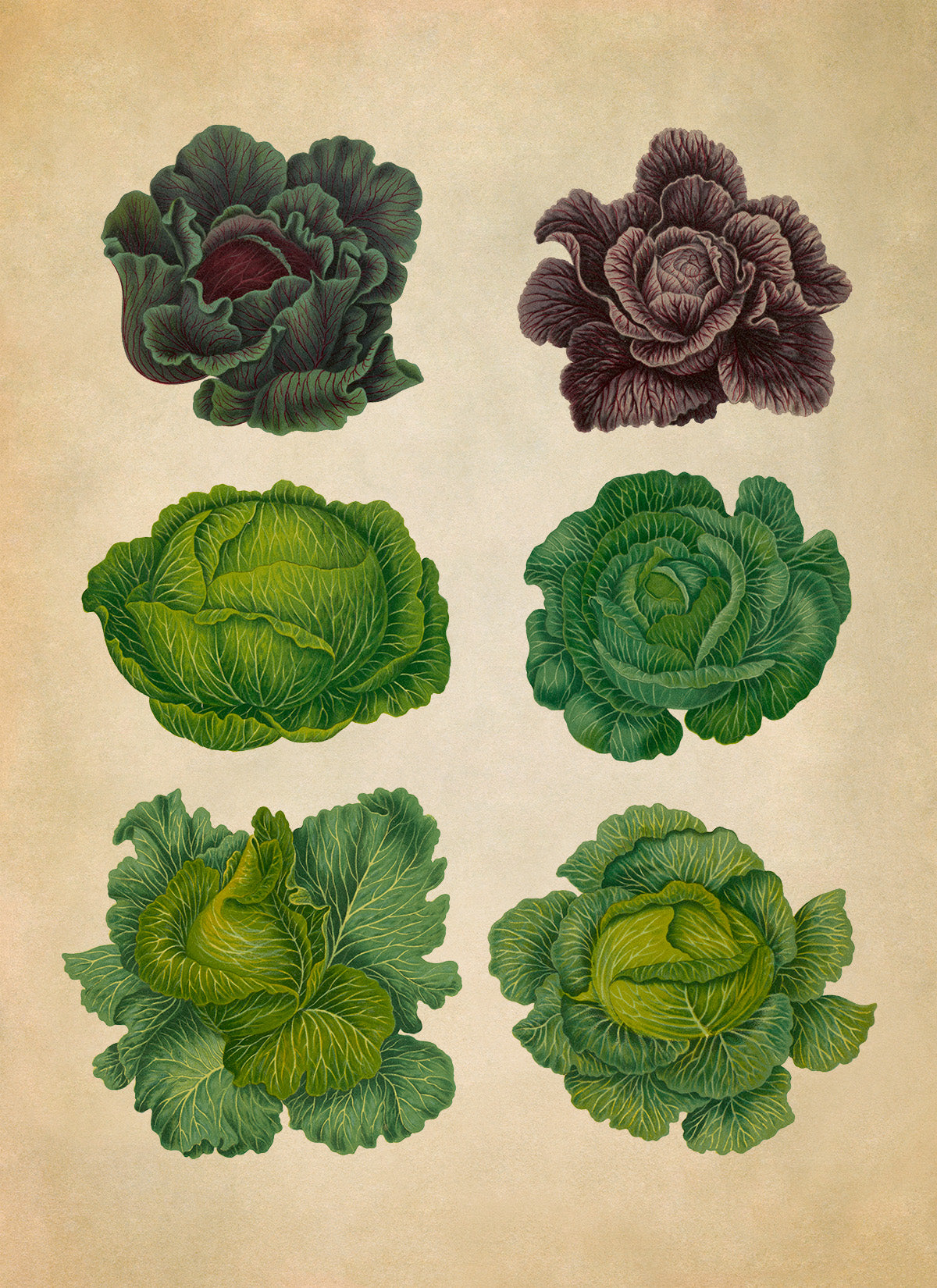 Cabbage Plant Varieties Illustration, Vintage Style Garden Vegetable Print, EB1