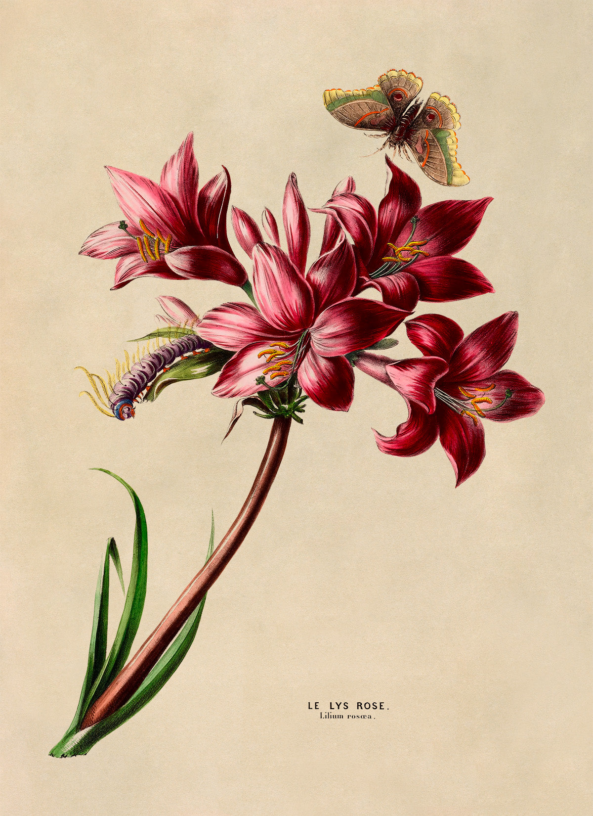 Belladonna Lily Flower Botanical Illustration Print, FDA107
