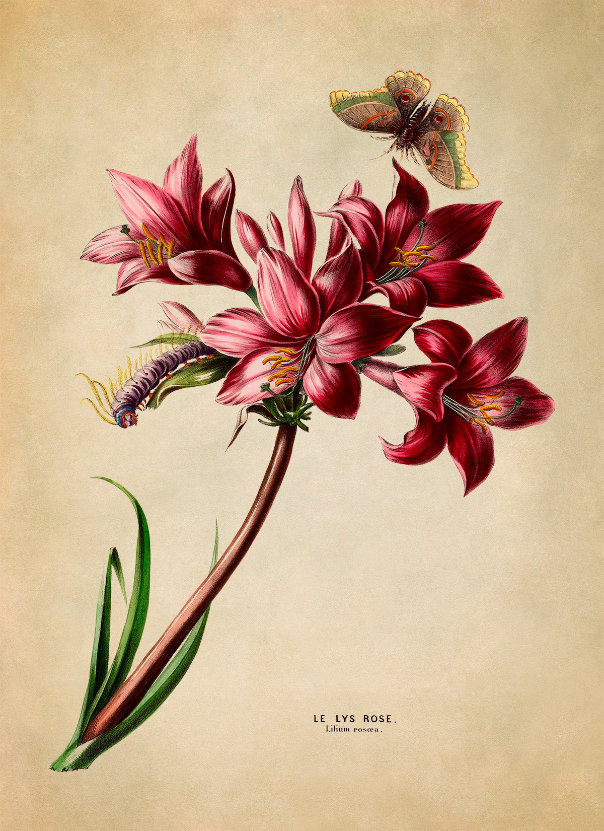 Belladonna Lily Flower Botanical Illustration Print, FDA107