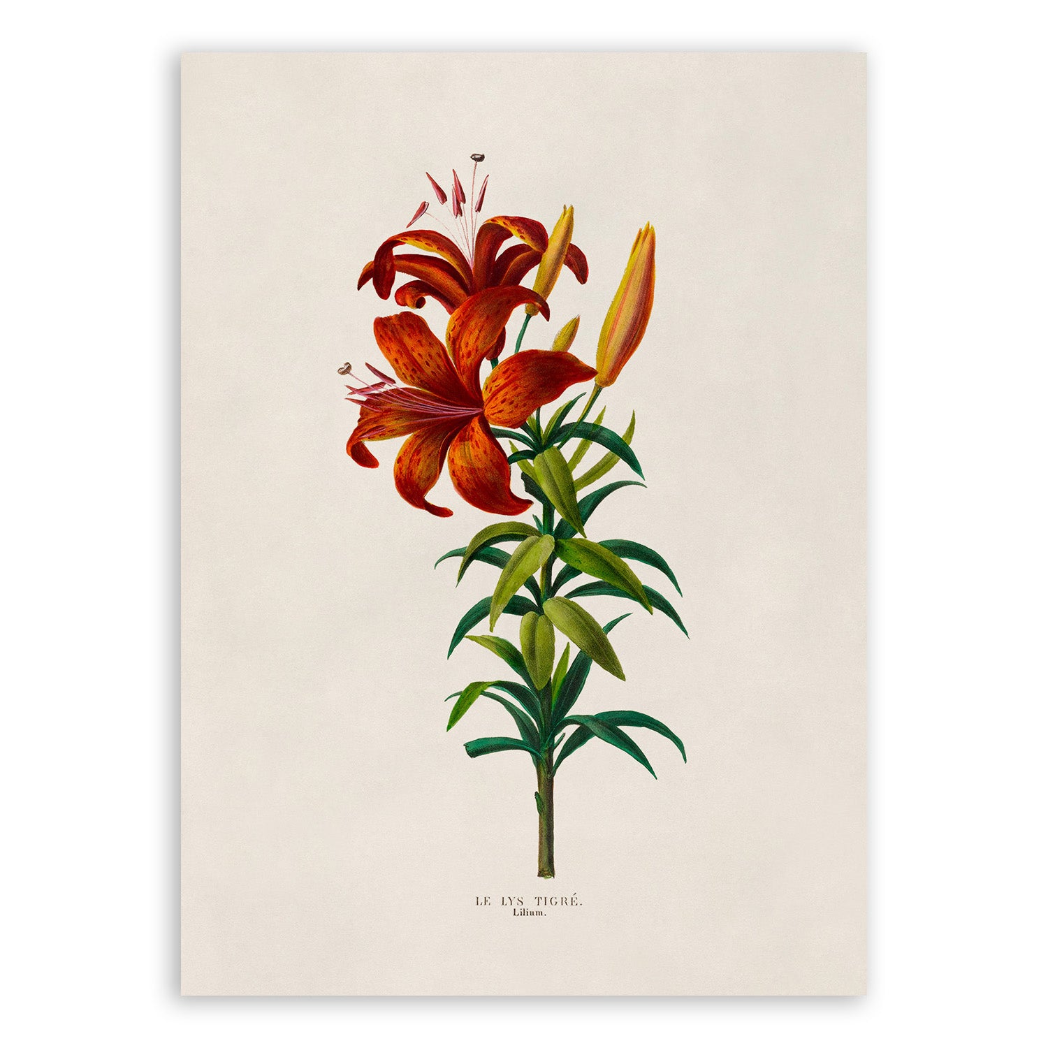 tiger lily decor Tiger Lily Botanical Print
