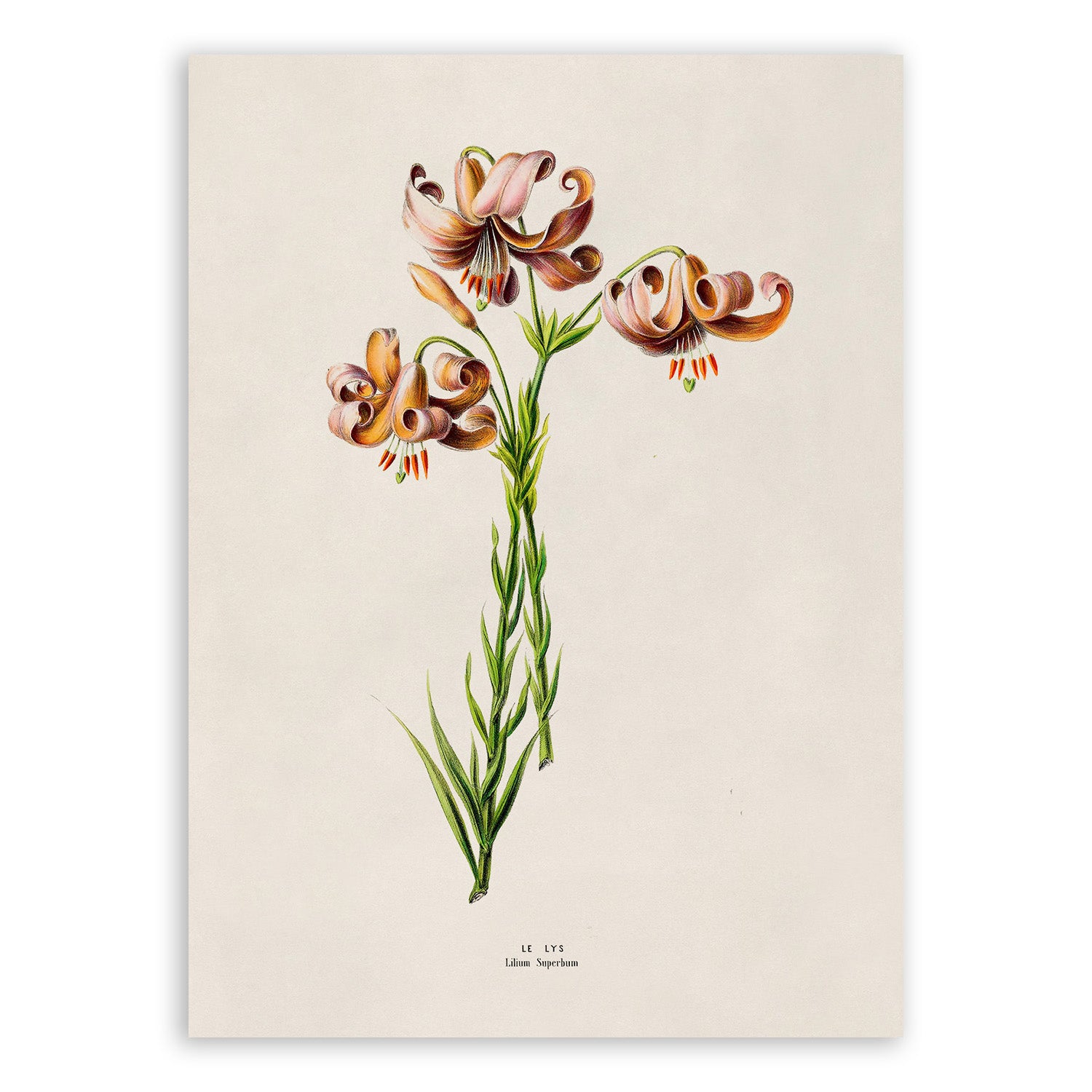 American Tiger Lily Print