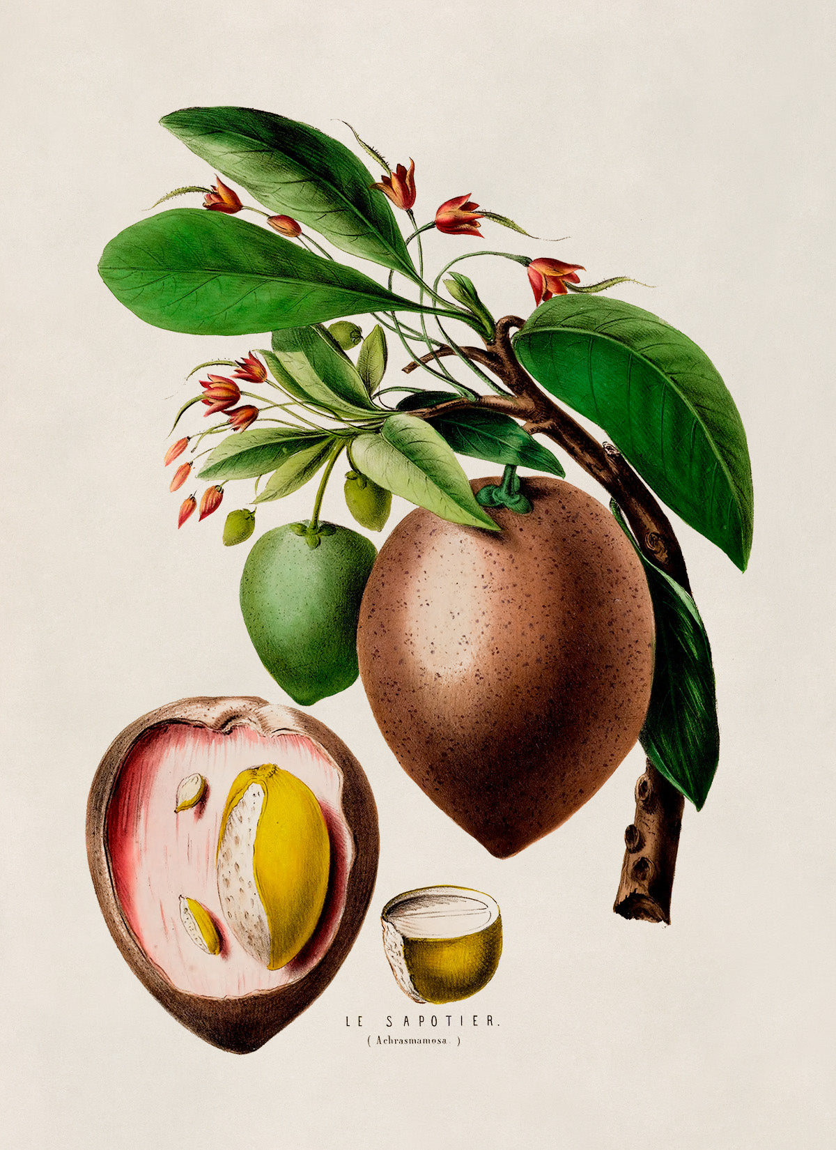 Sapodilla Plant Botanical Illustration Print, FDA69