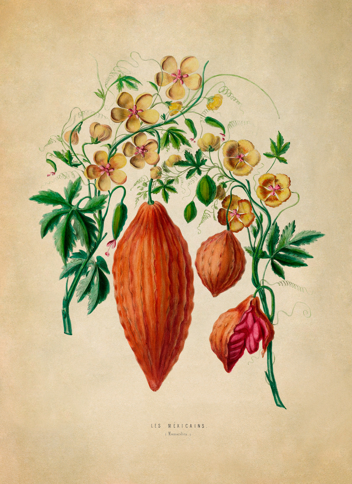Bitter Melon Plant Botanical Illustration Print, FDA77