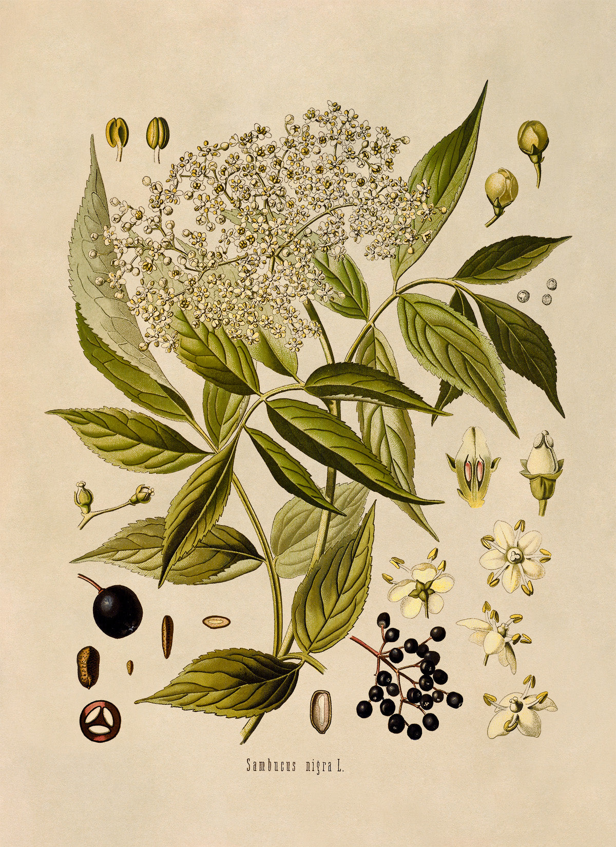 Elderberry Plant Botanical Illustration Print, MOBO178