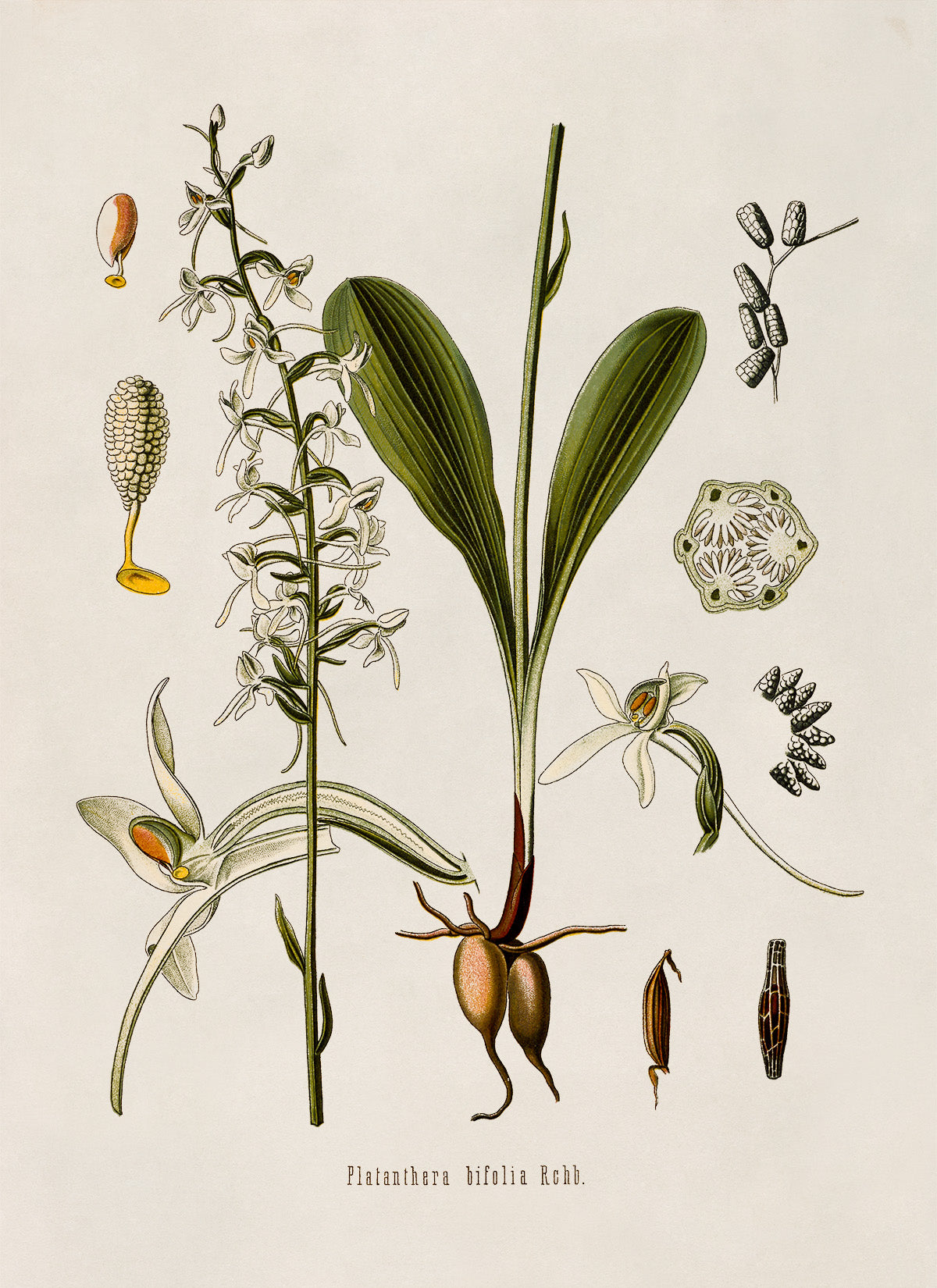 Lesser Butterfly Orchid Plant Botanical Illustration Print, MOBO187