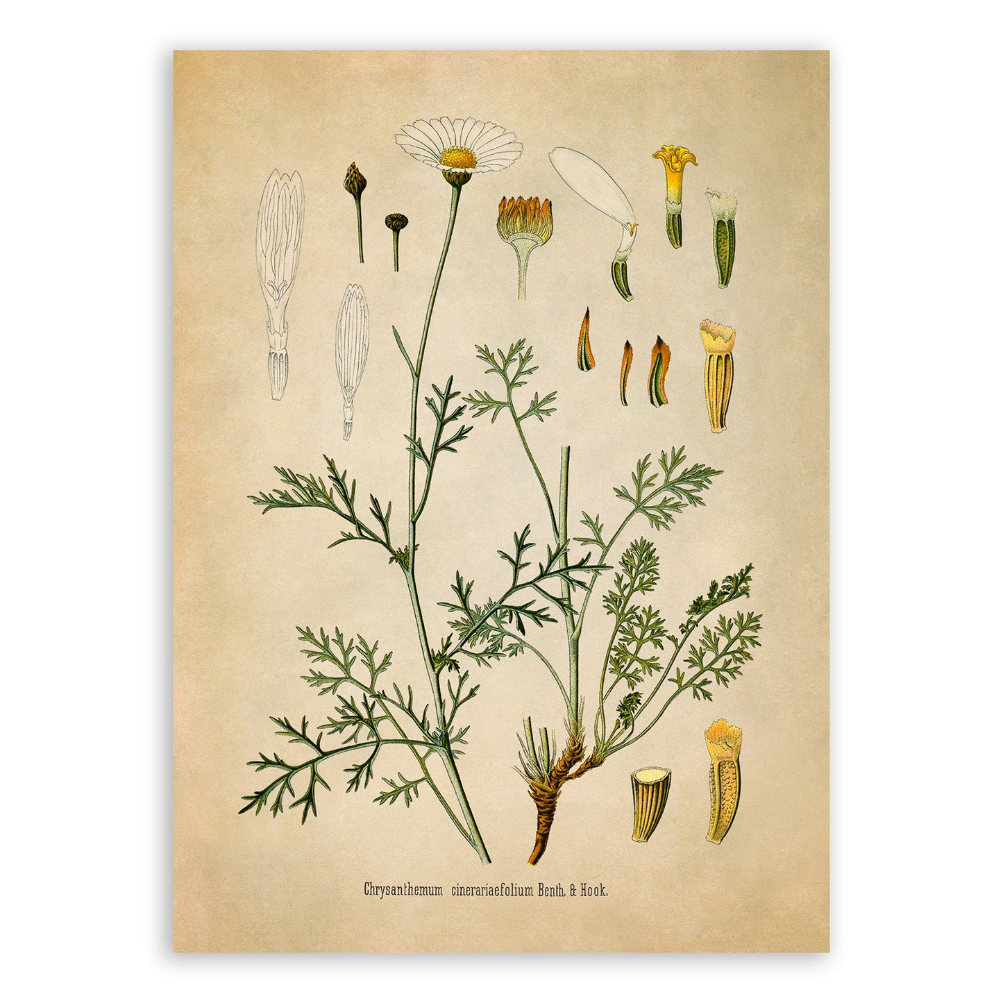 Dalmatian Chrysanthemum Plant Botanical Illustration Print, MOBO231
