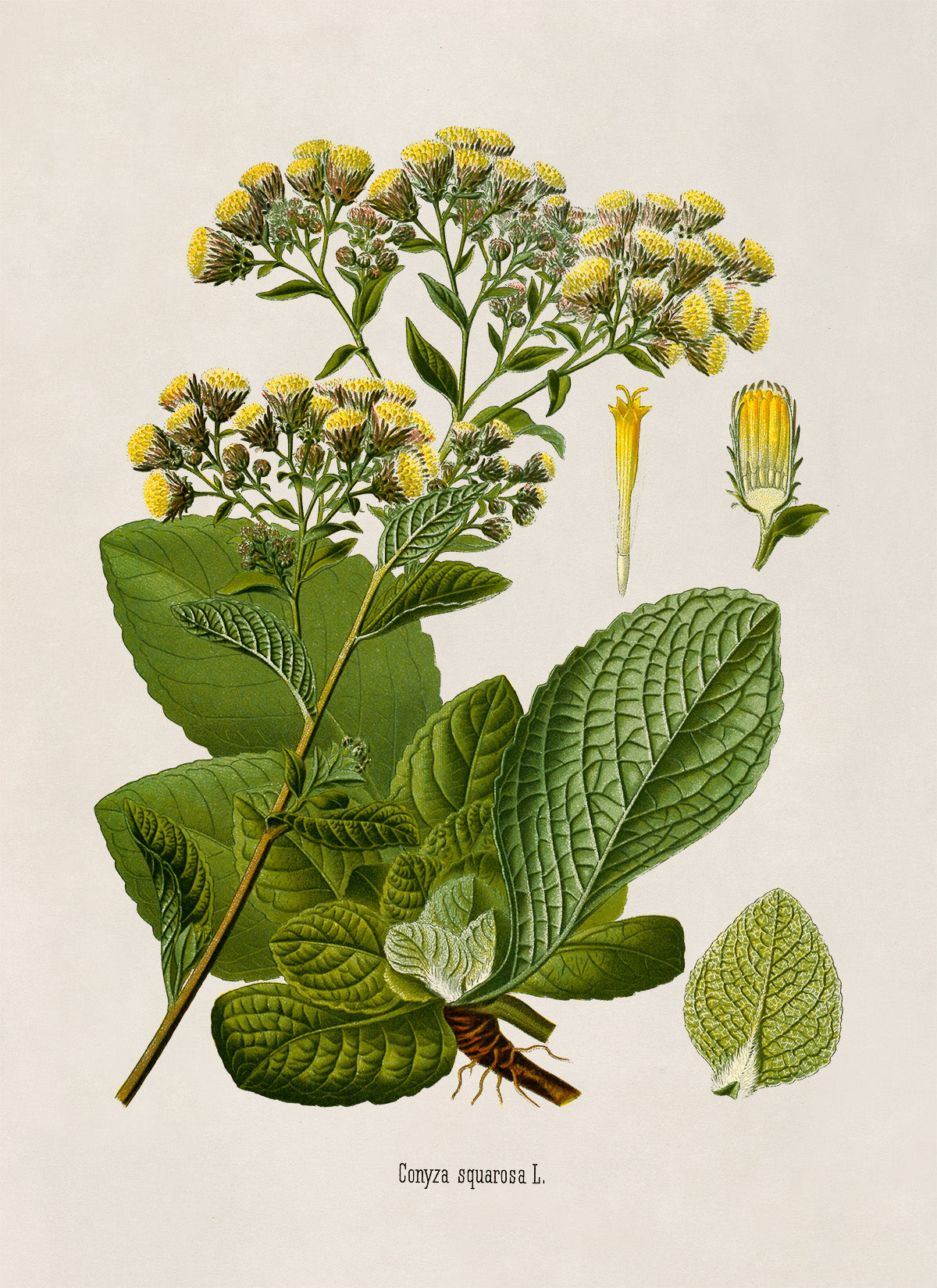Ploughman's Spikenard Plant Botanical Illustration Print, MOBO256b
