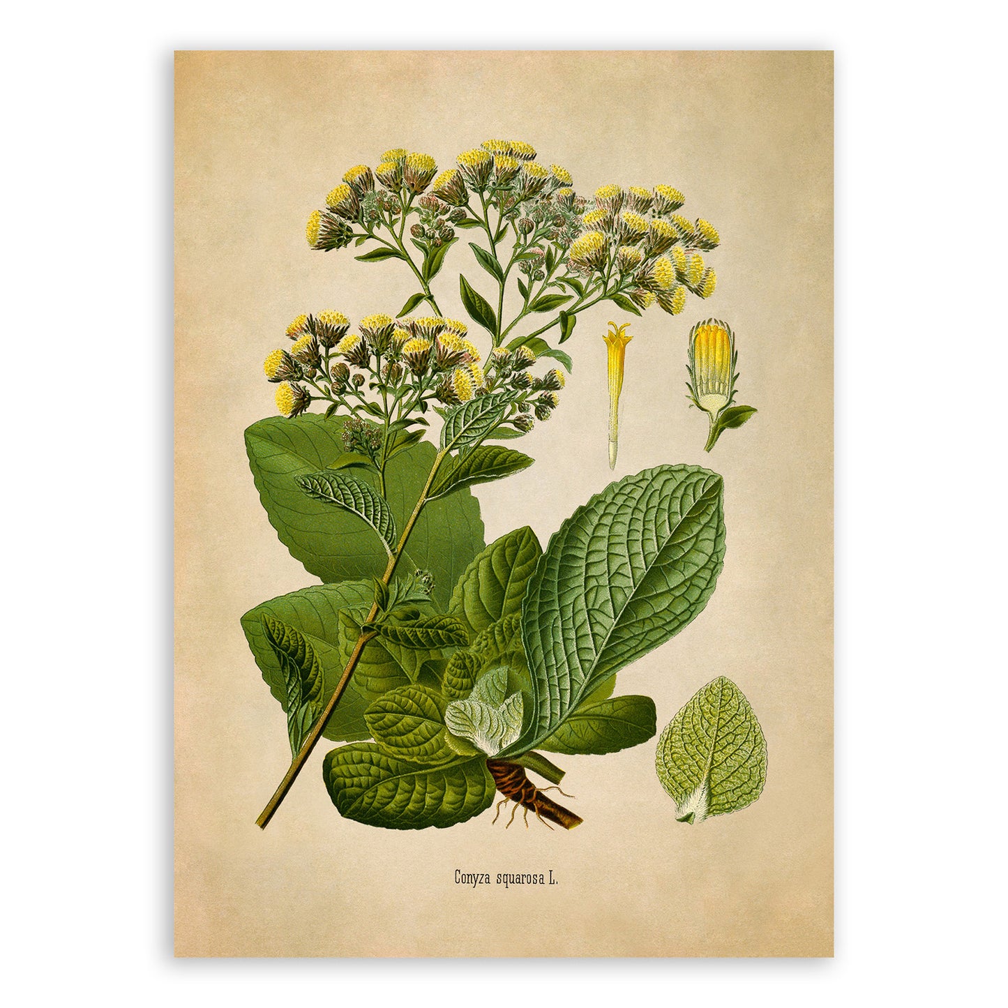 Ploughman's Spikenard Plant Botanical Illustration Print, MOBO256b