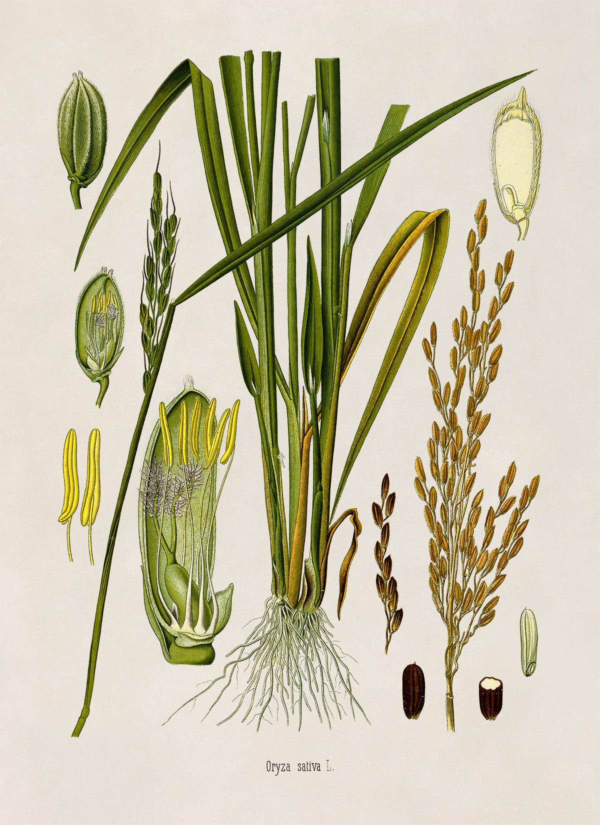 Rice Plant Botanical Illustration Print, MOBO276