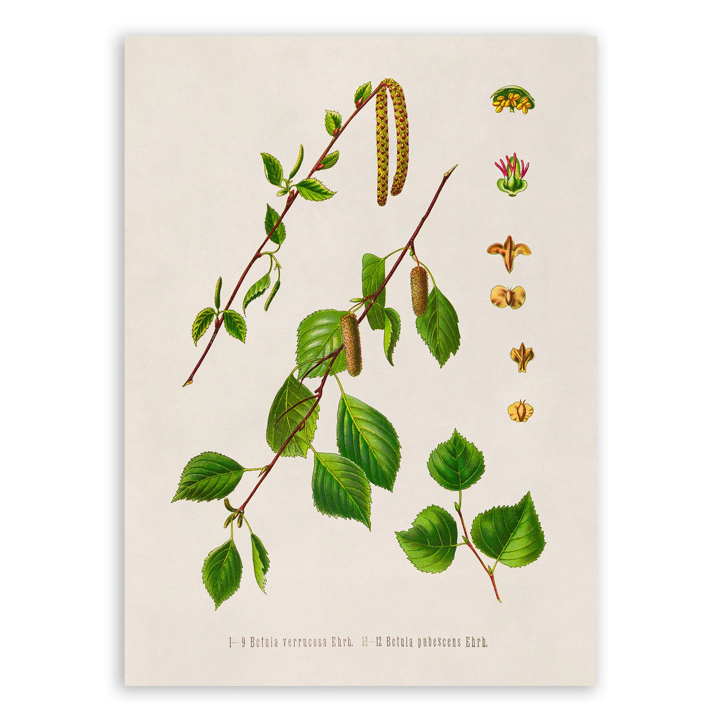 Birch Tree Species Botanical Illustration Print, MOBO294