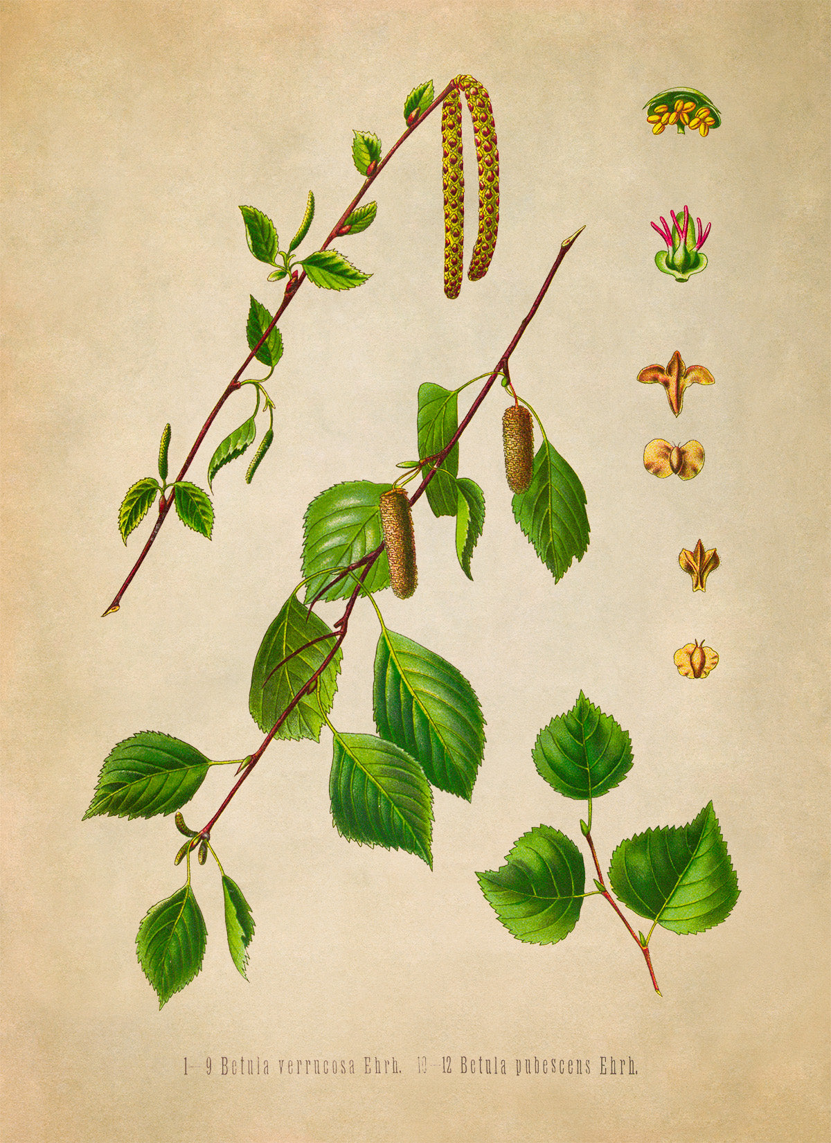 Birch Tree Species Botanical Illustration Print, MOBO294