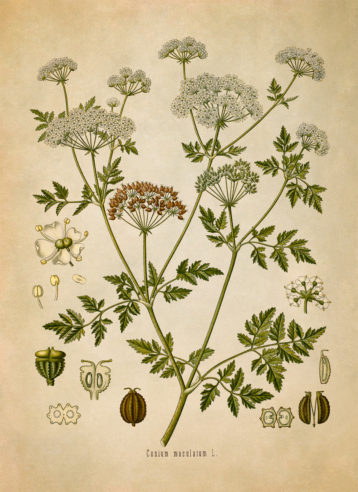 Poison Hemlock Plant Botanical Illustration Print, MOBO125
