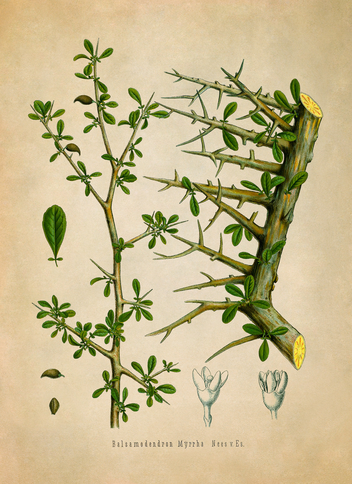 Myrrh Tree Botanical Illustration Print, MOBO158