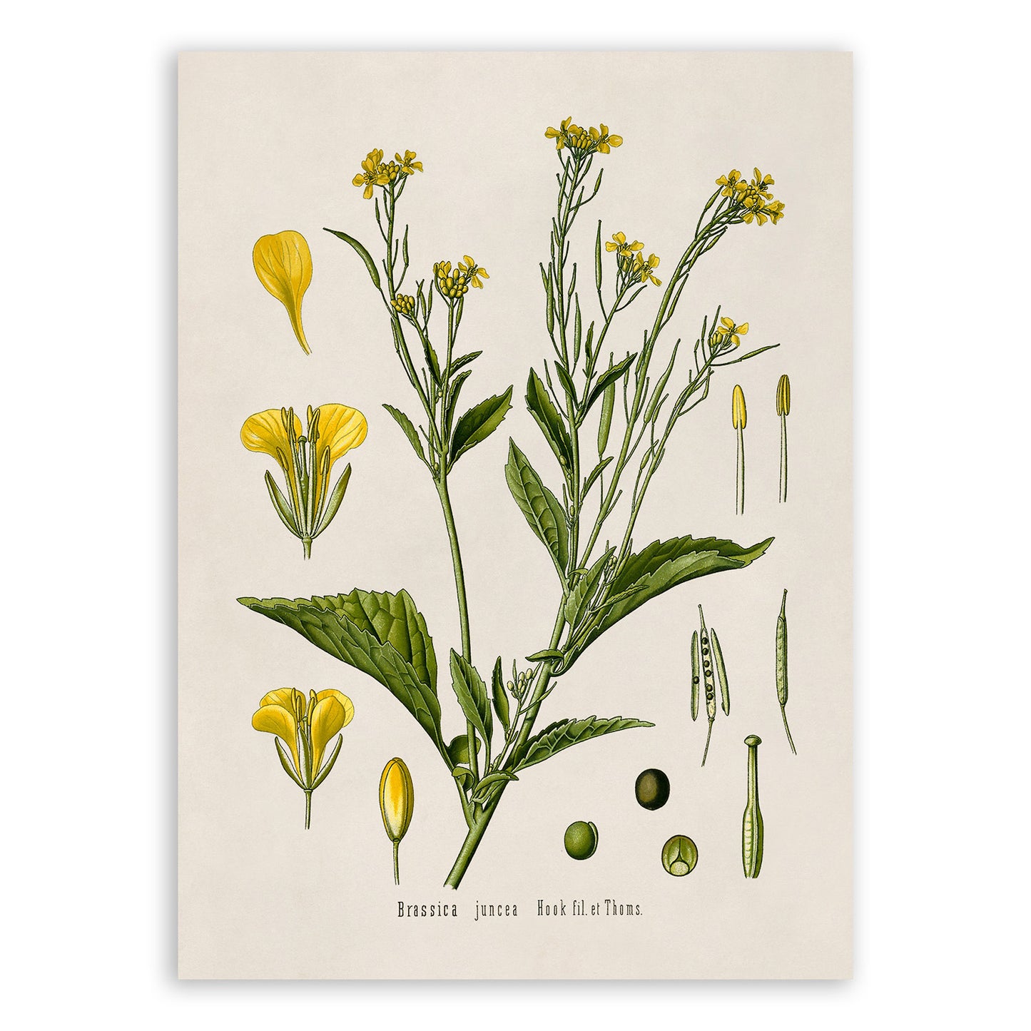 Brown Mustard Plant Botanical Illustration Print, MOBO15