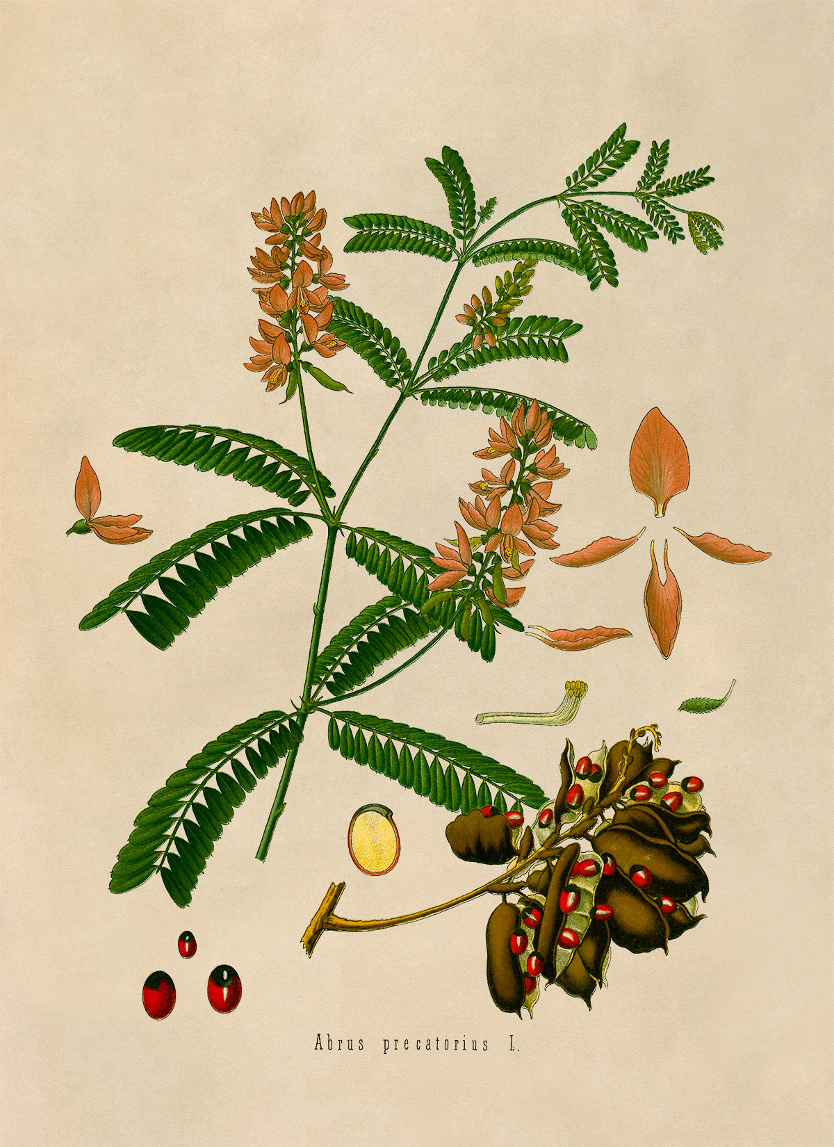Rosary Pea Plant Botanical Illustration Print, MOBO163