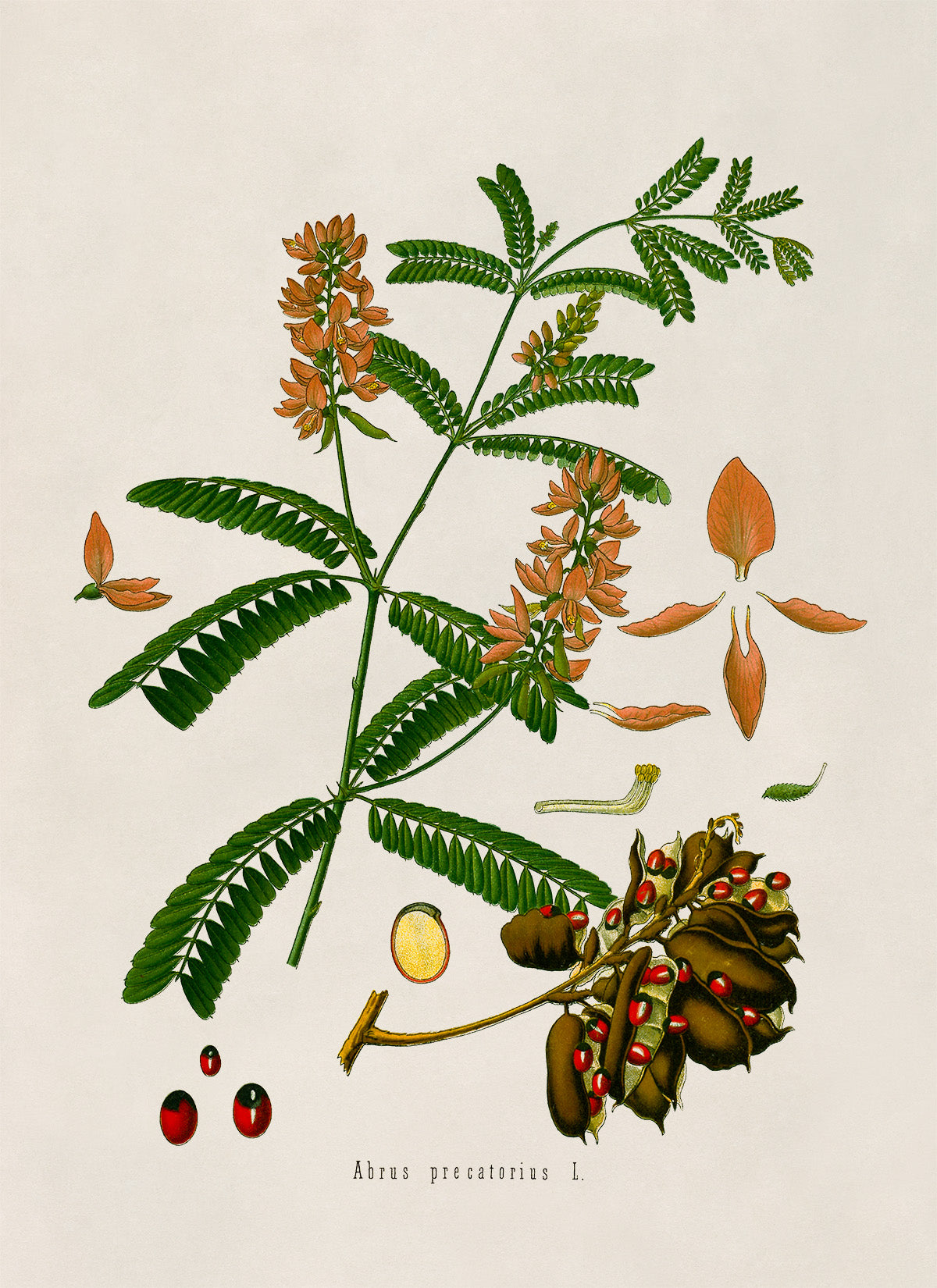 Rosary Pea Plant Botanical Illustration Print, MOBO163
