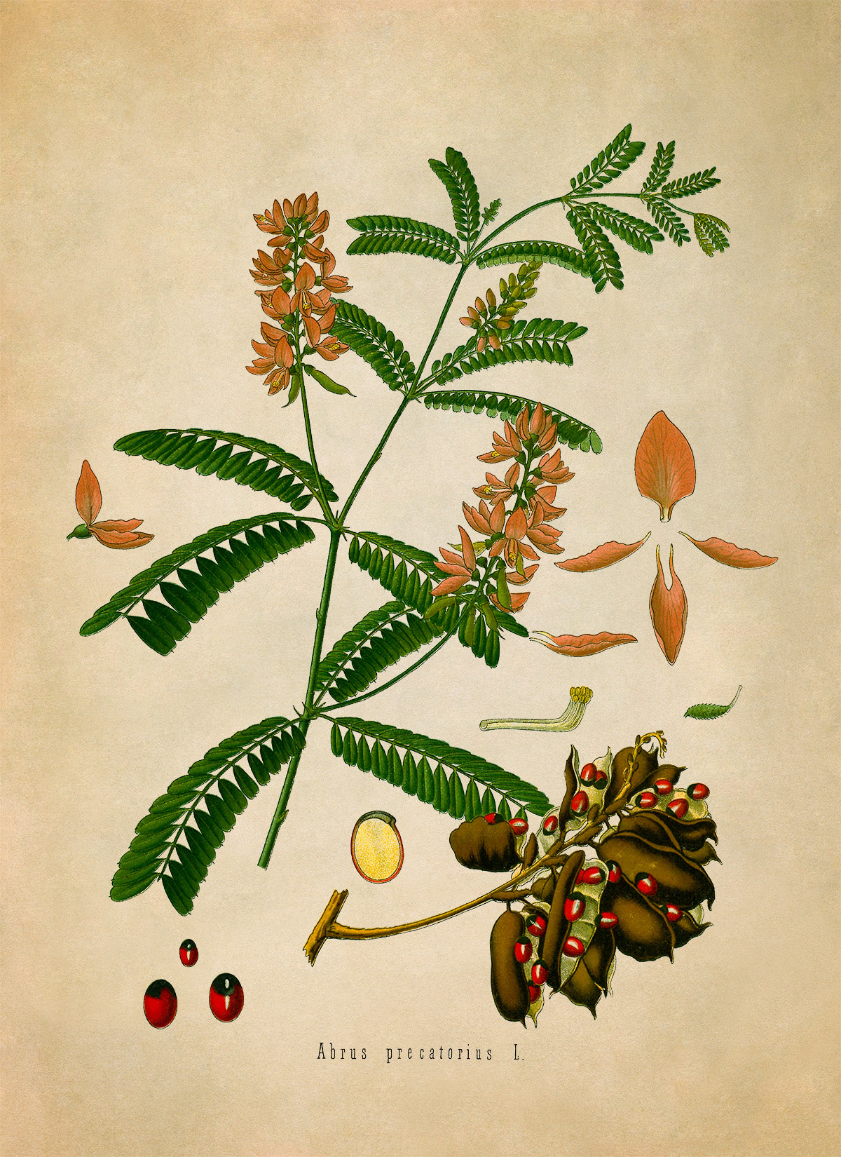 Rosary Pea Plant Botanical Illustration Print, MOBO163
