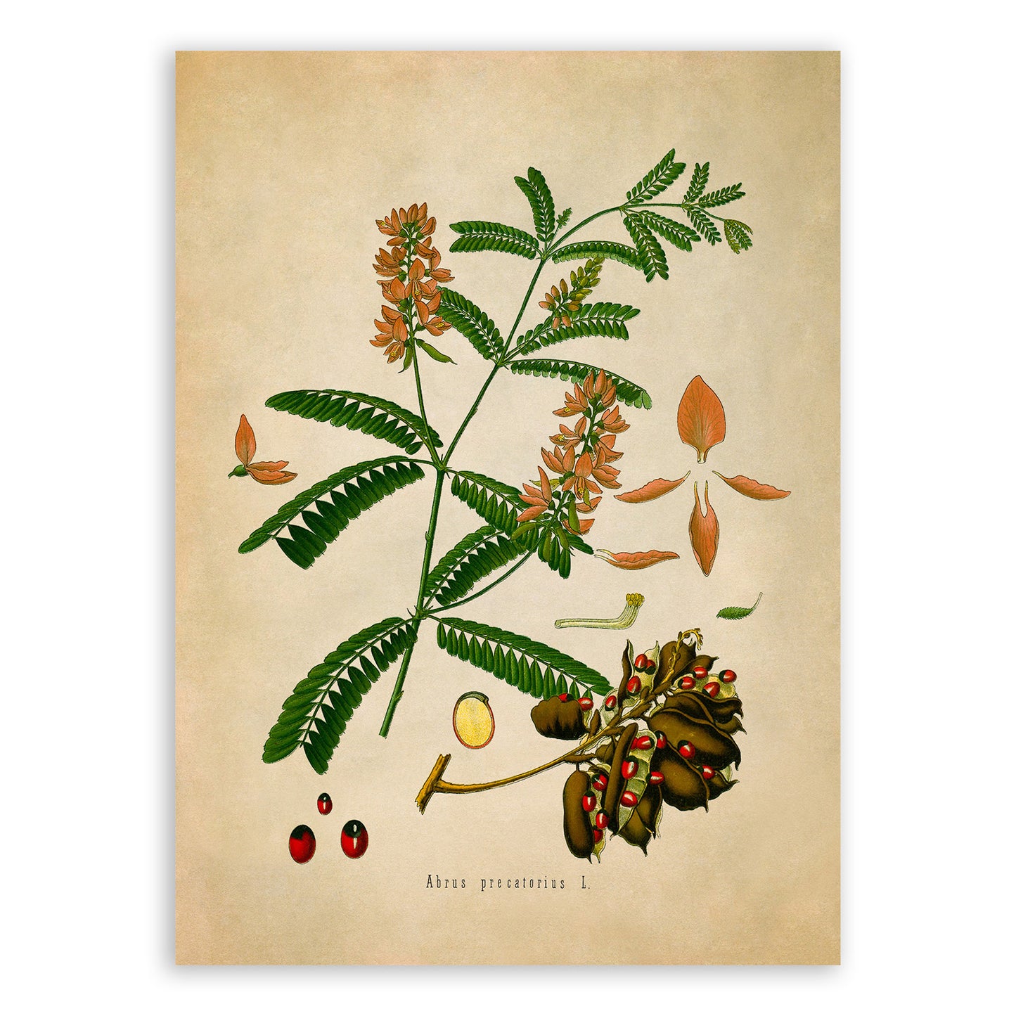 Rosary Pea Plant Botanical Illustration Print, MOBO163