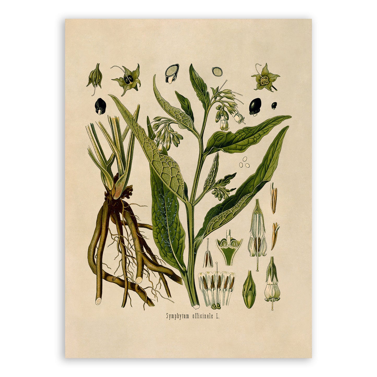Comfrey Plant Botanical Illustration Print, MOBO31