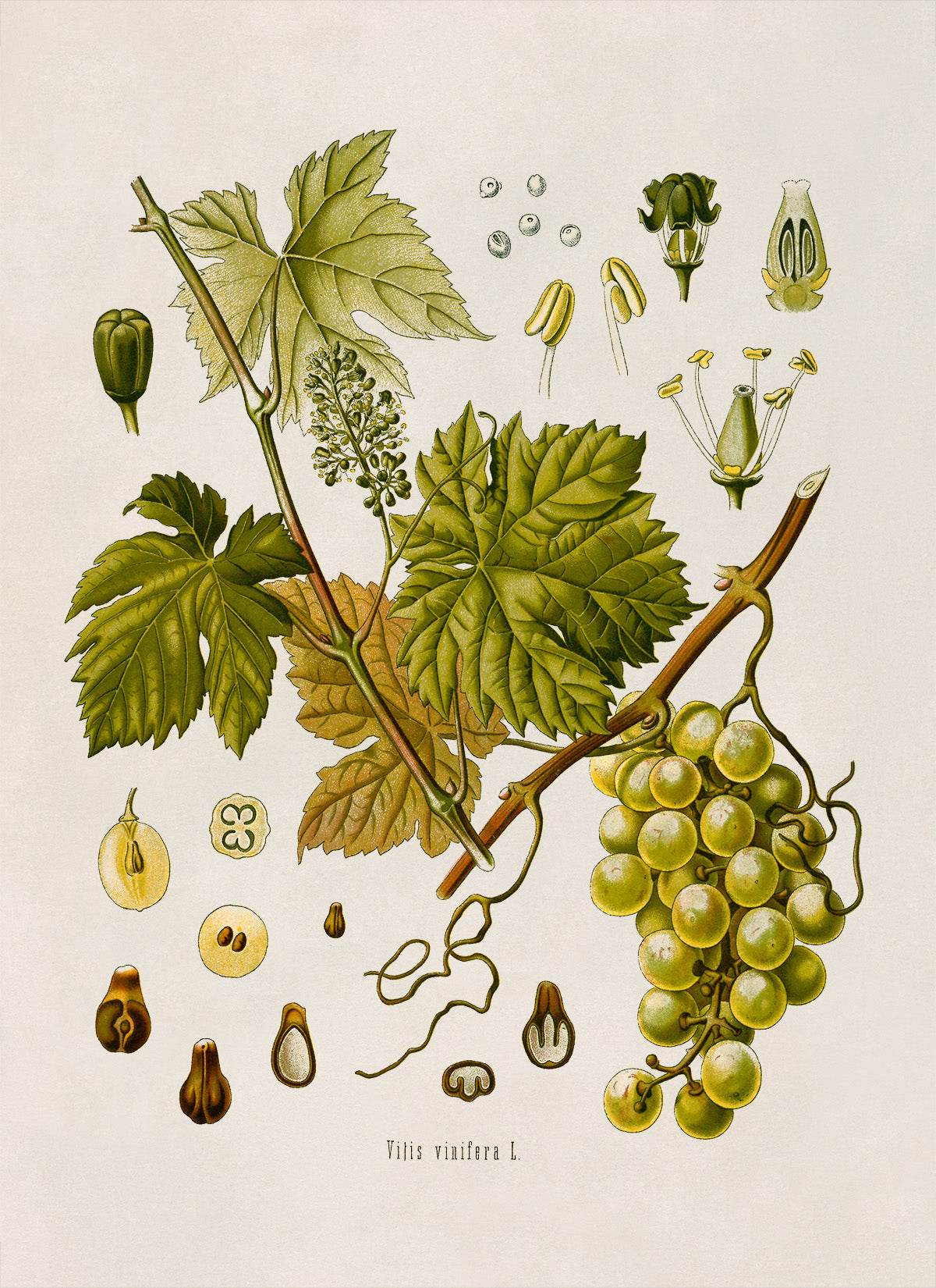 Grape Vine Plant Botanical Illustration Print, MOBO37