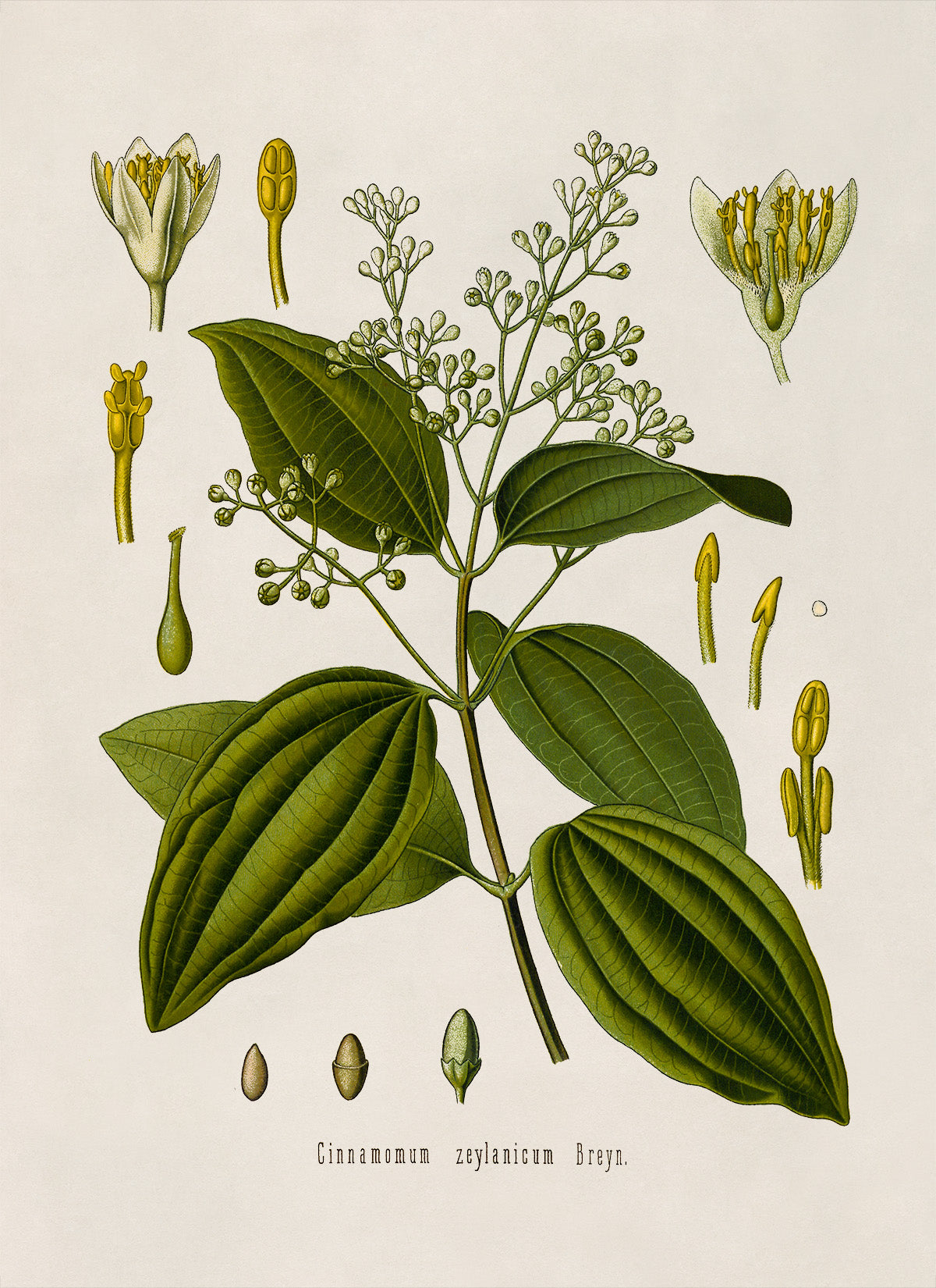 Cinnamon Plant Botanical Illustration Print, MOBO51
