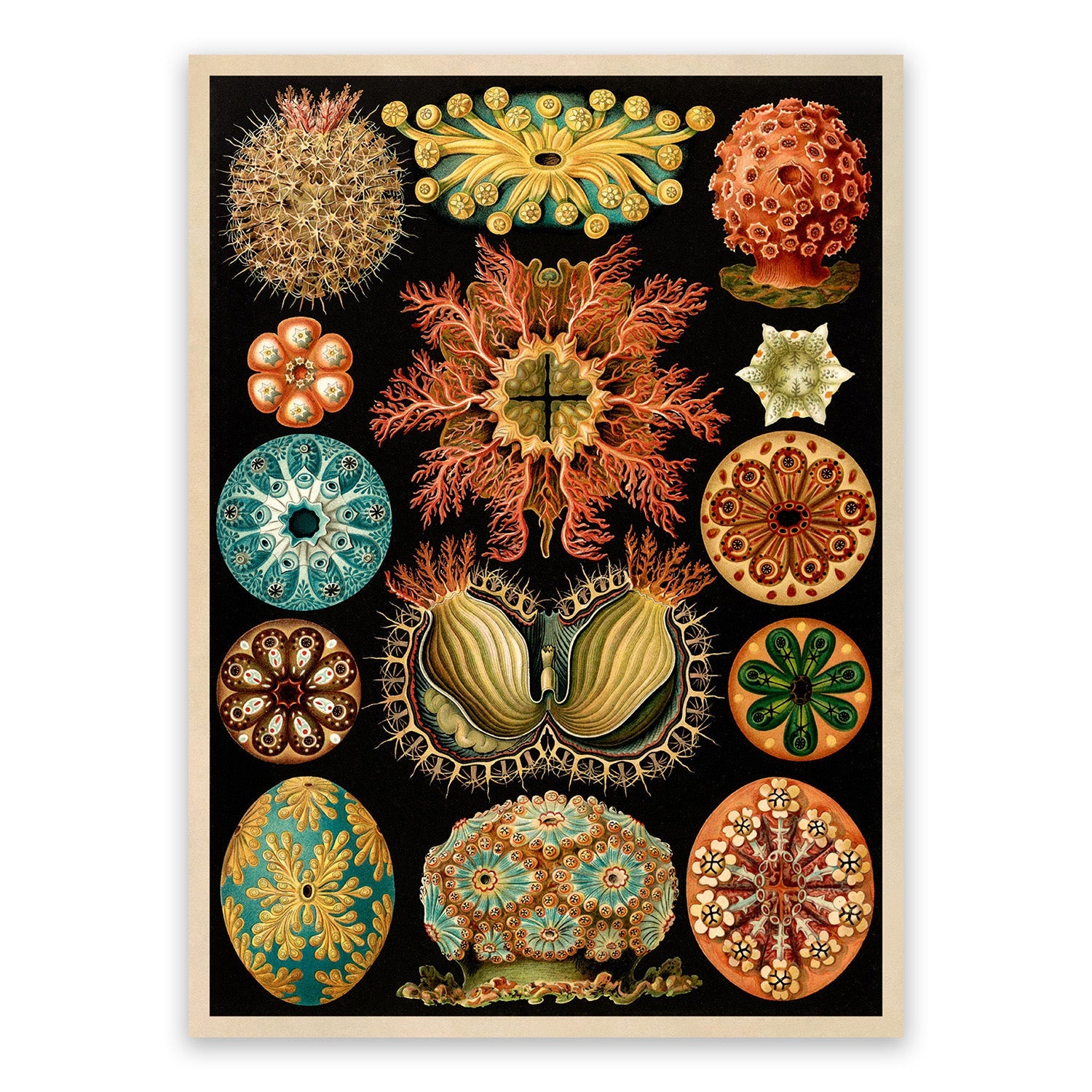 Ernst Haeckel -  Art Forms in Nature