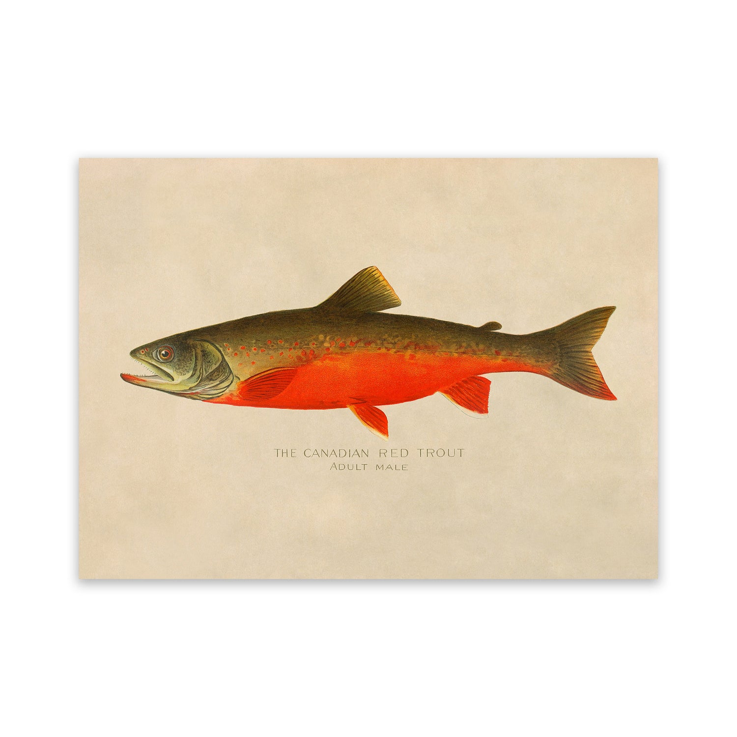 Denton Fish and Game Prints